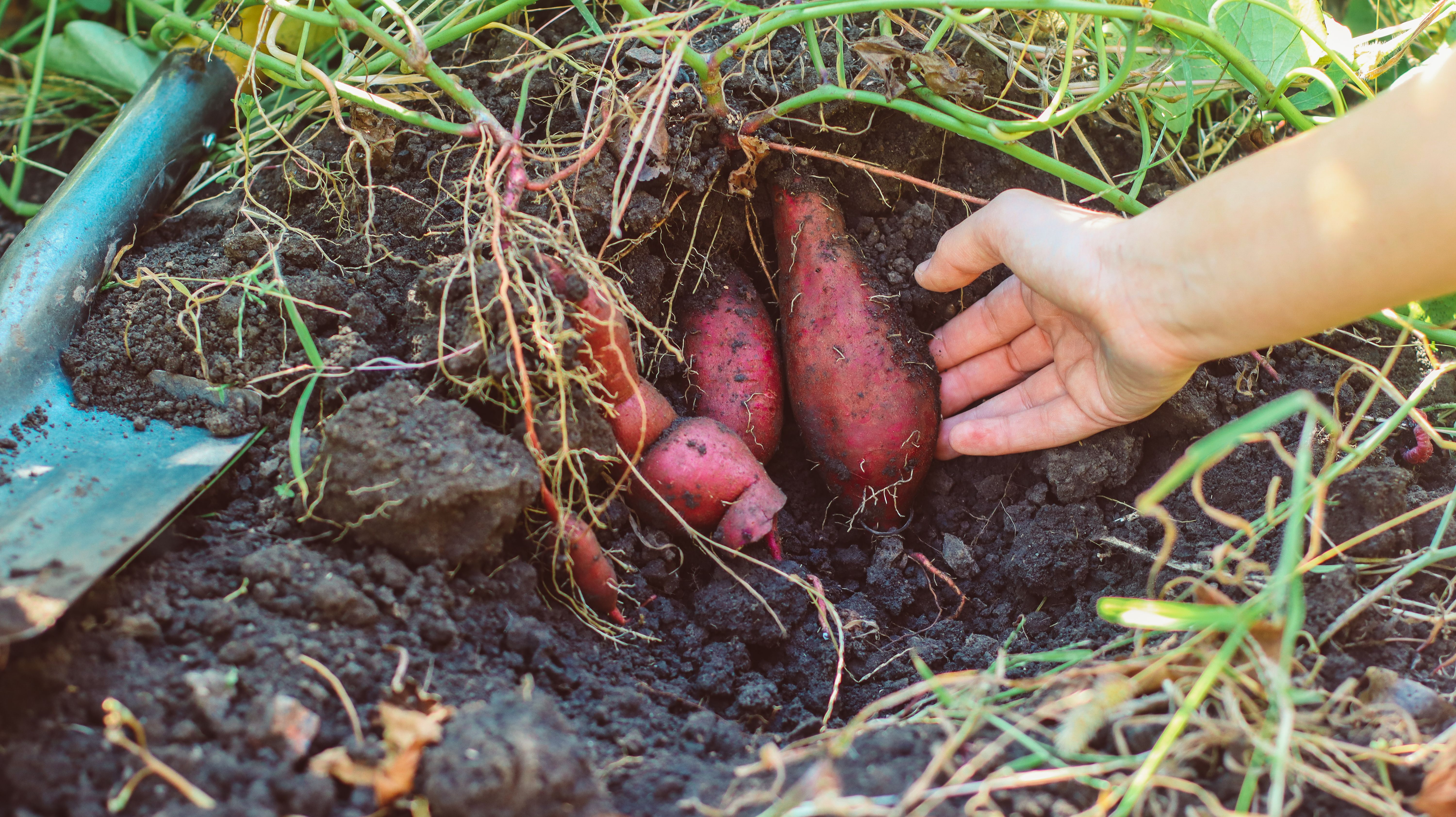 sweet potatoes garden