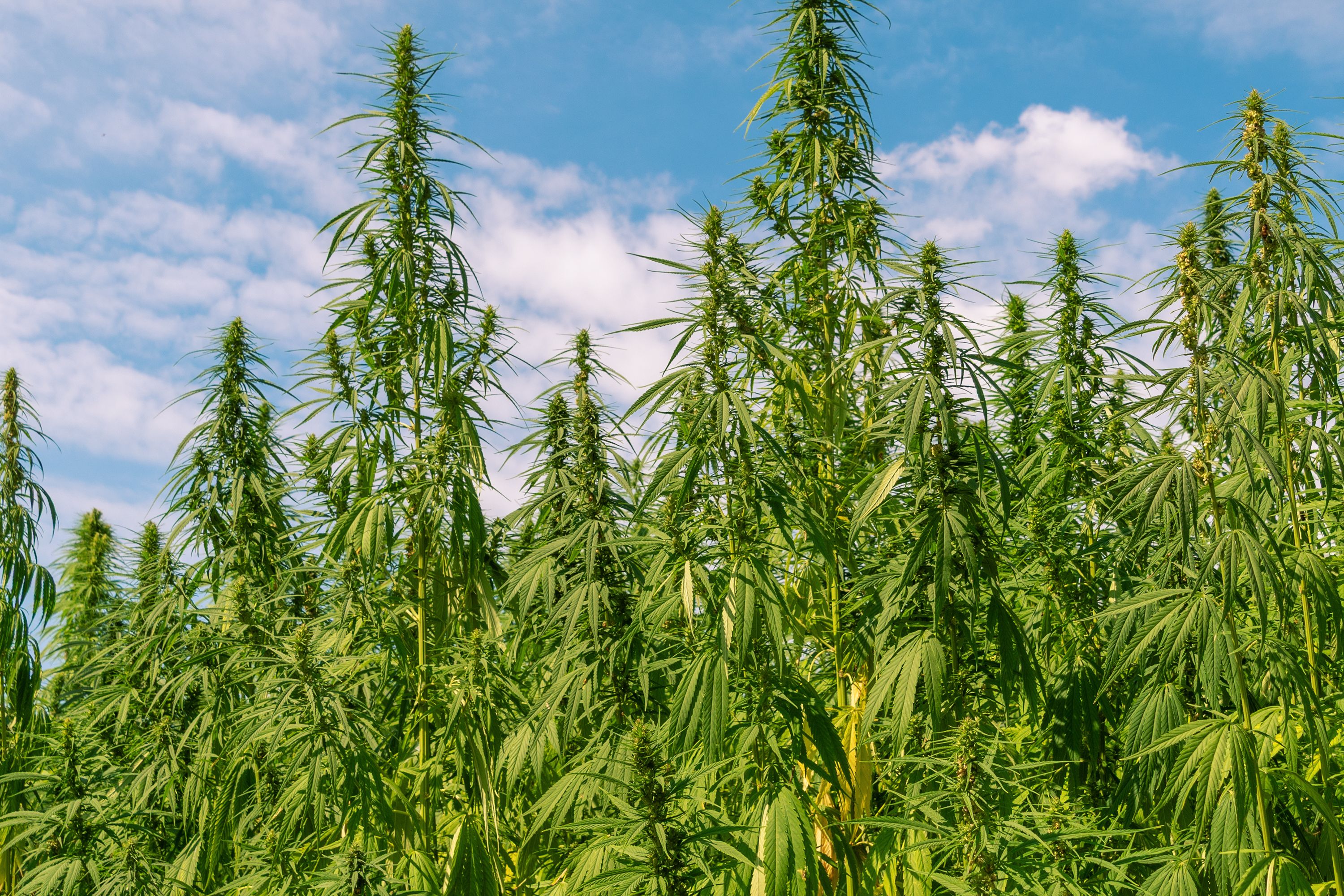hemp field