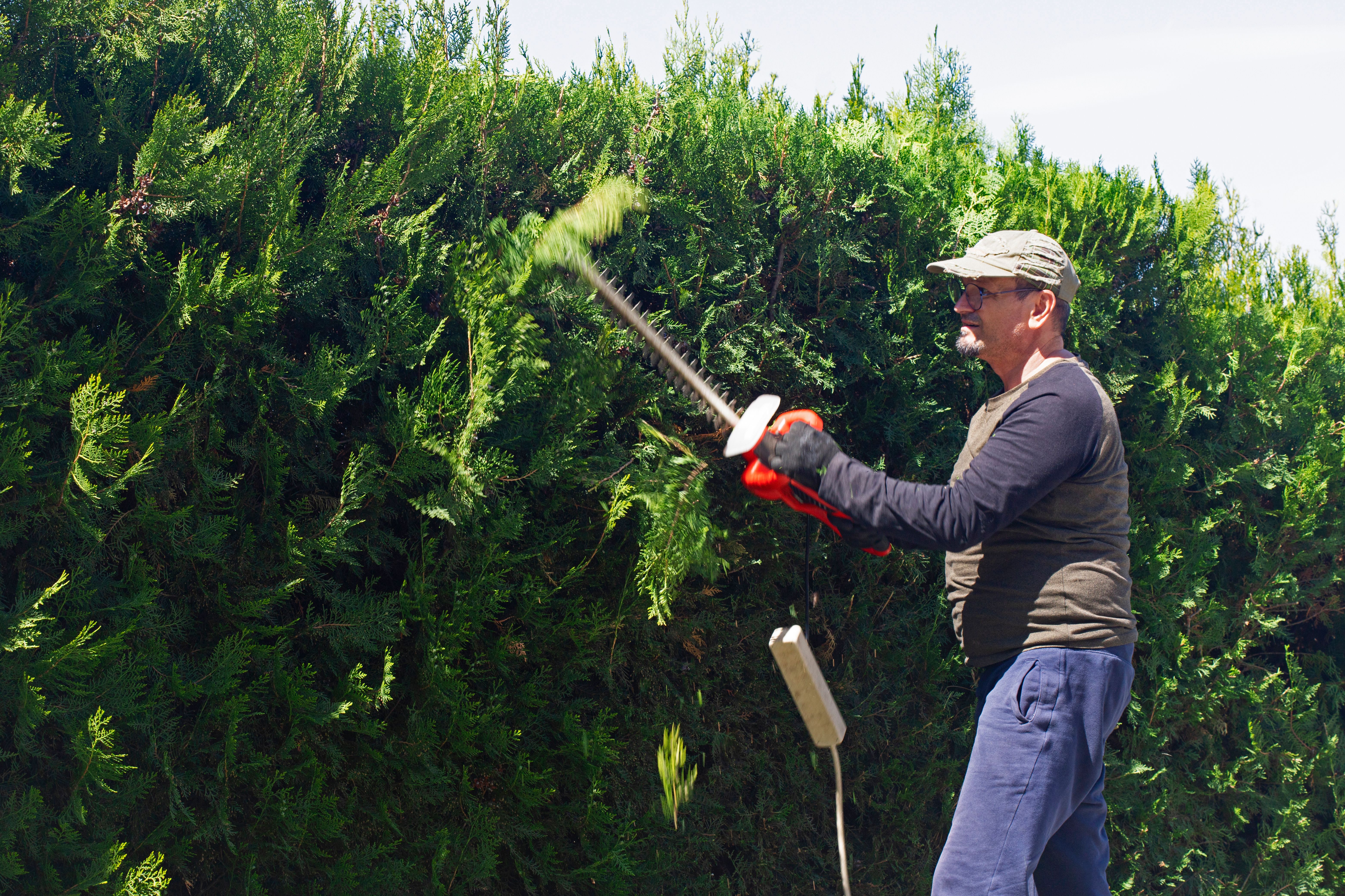 hedge maintenance