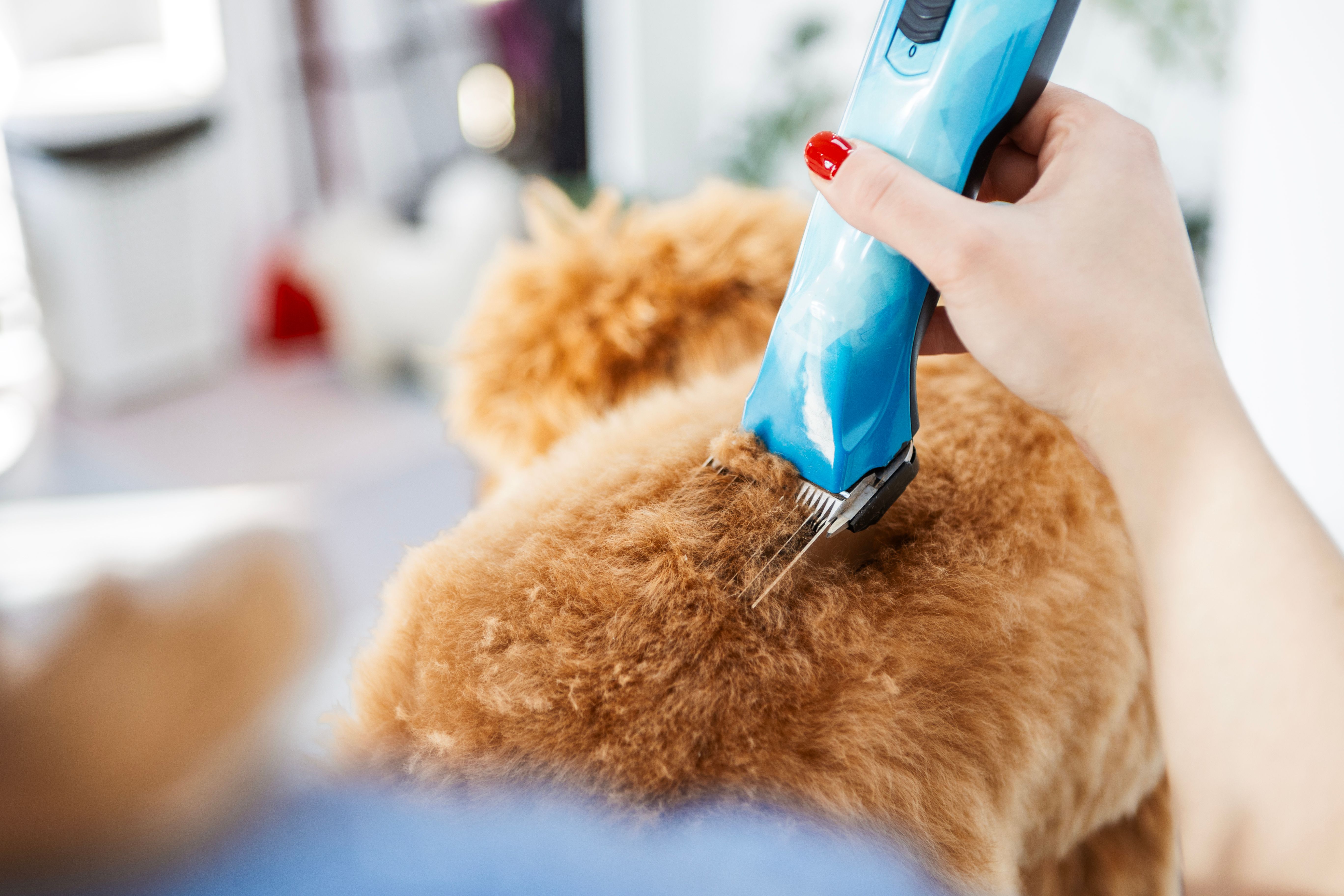 dog hair trimming