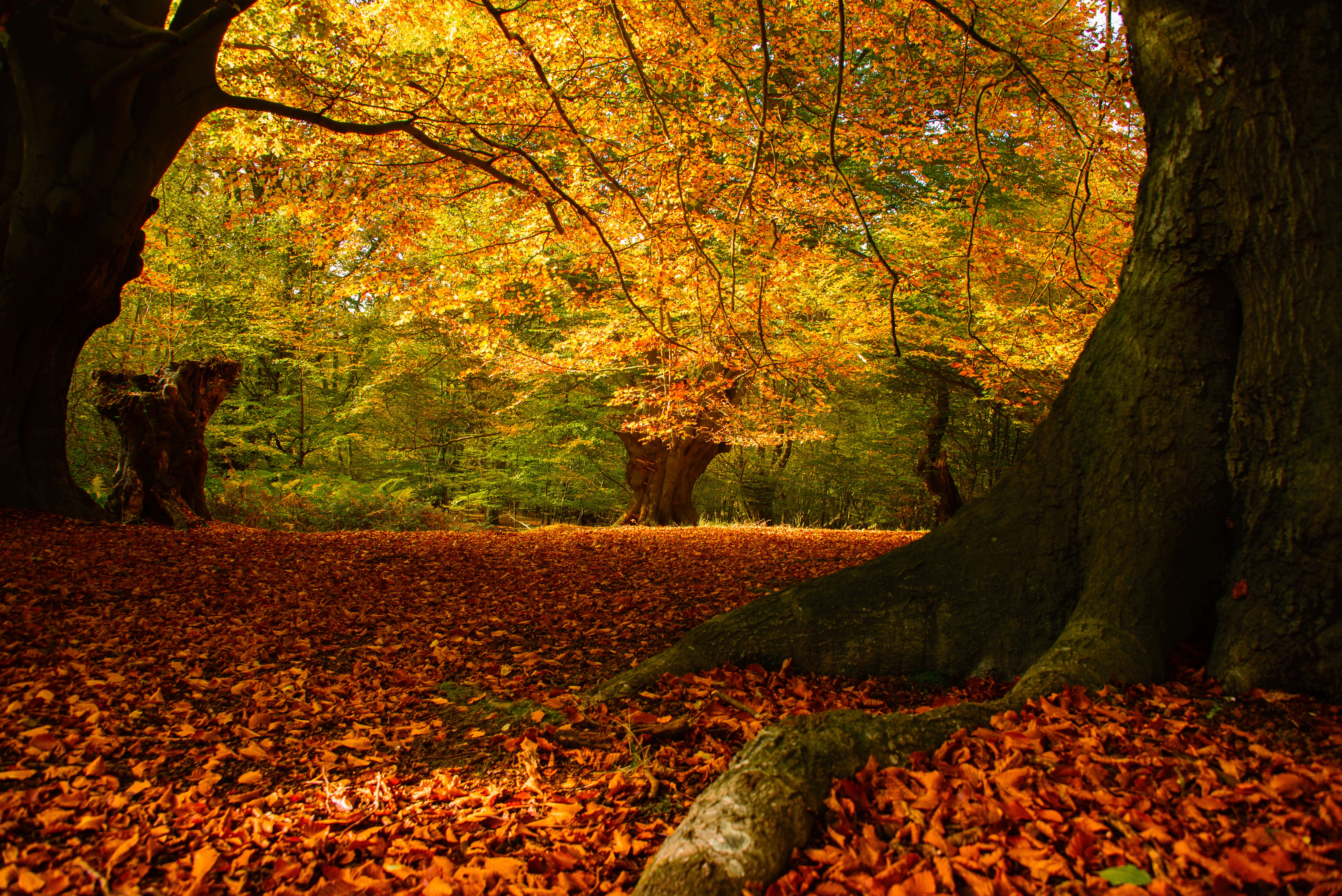 epping forest autumn