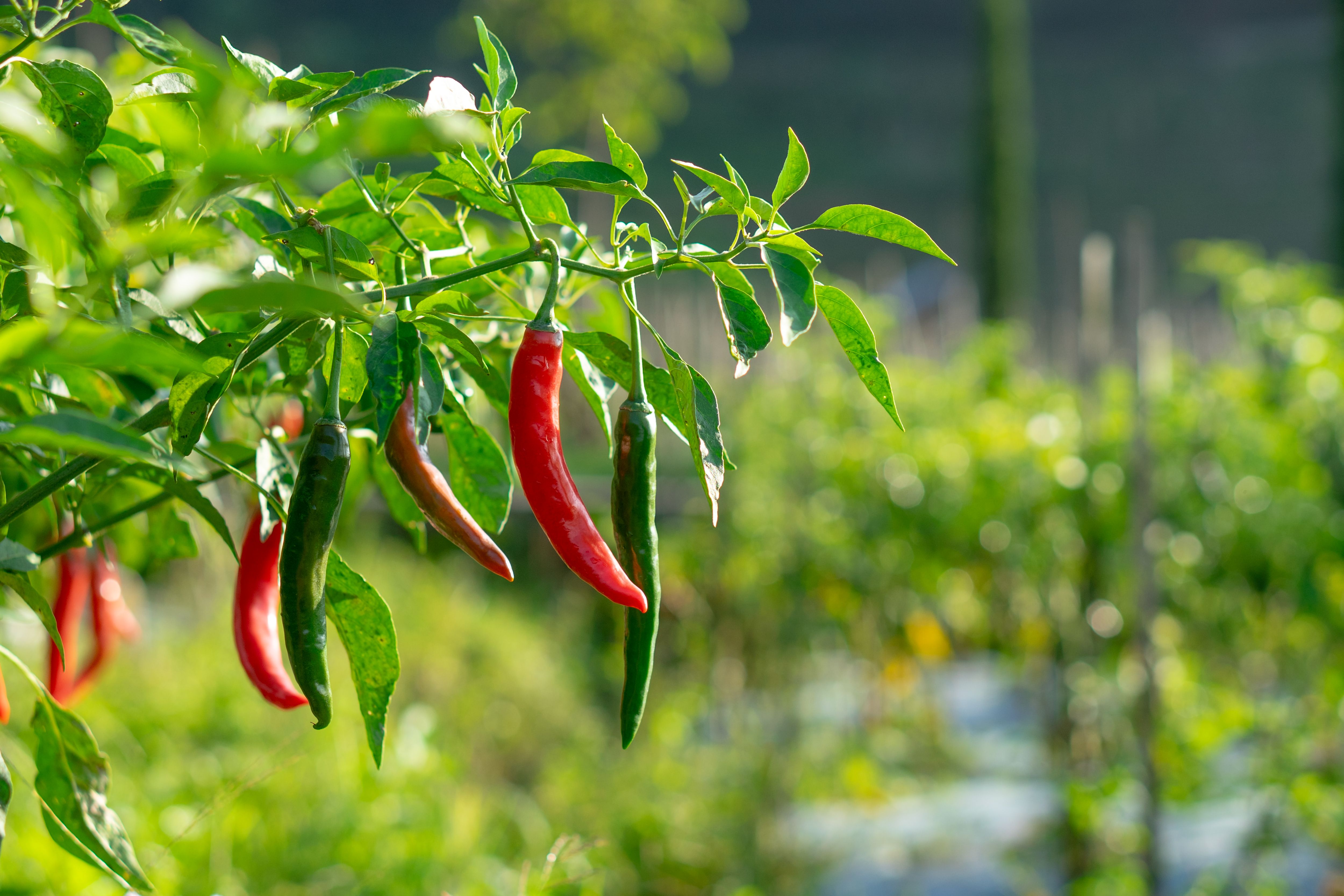 hot peppers