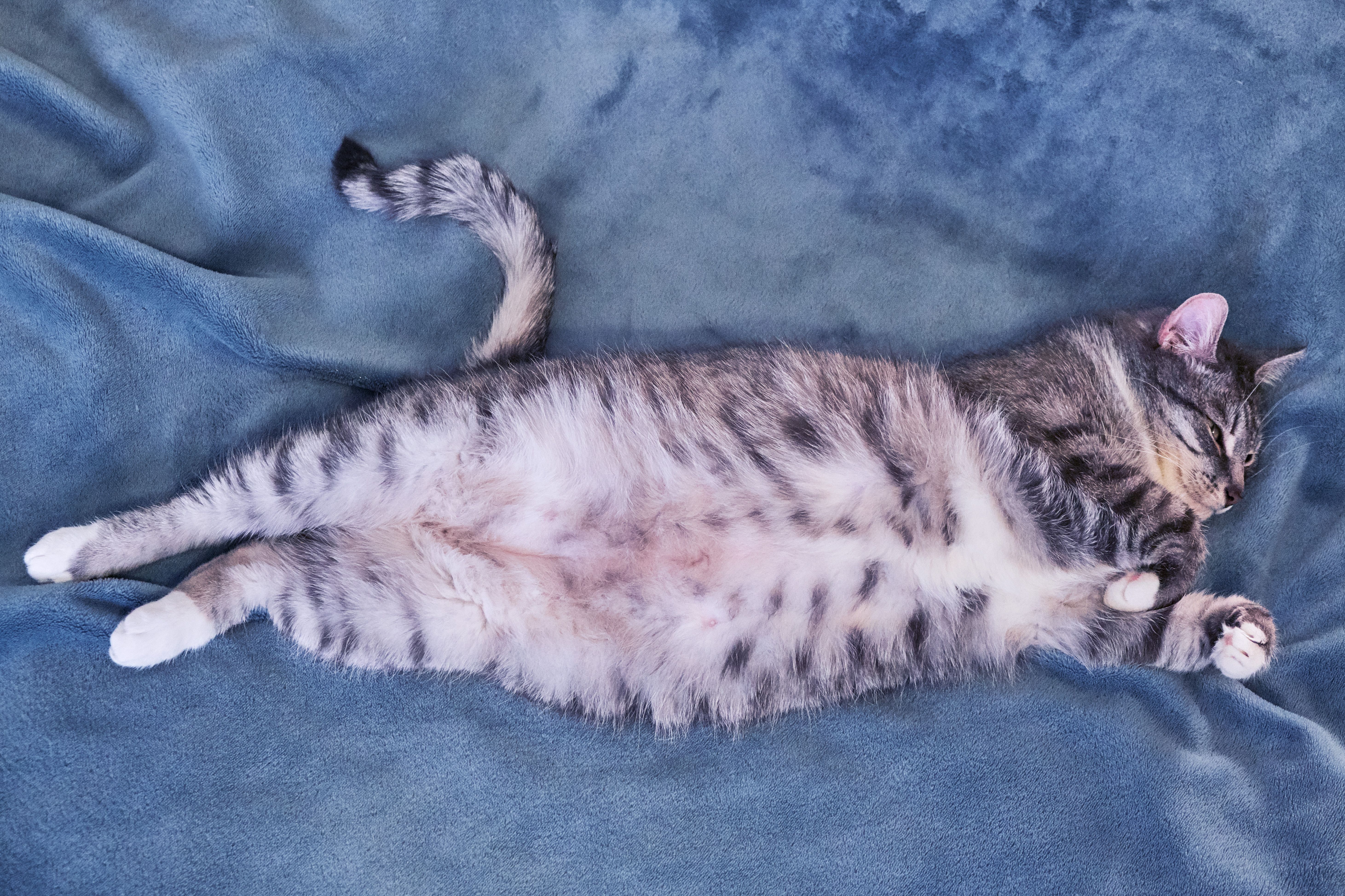 Obesity and excess weight cats. Improper nutrition pet. Big fat cat close up. A bad diet of animals. Belly pet close-up. Copy space cat. Belly up Obesity and excess weight cats. Improper nutrition pet. Big fat cat close up. A bad diet of animals. Belly pet close-up. Copy space cat. Belly up