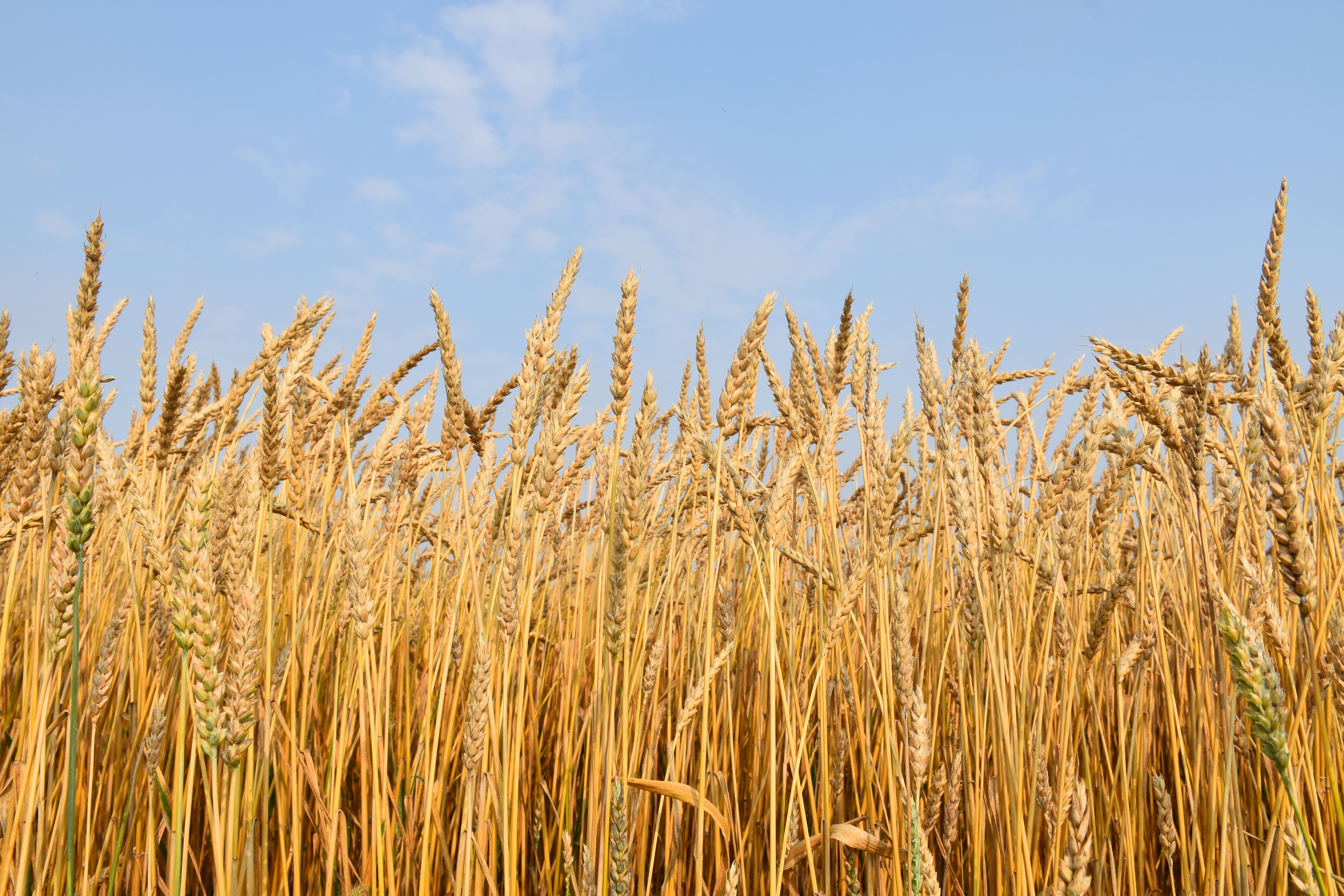 wheat fields