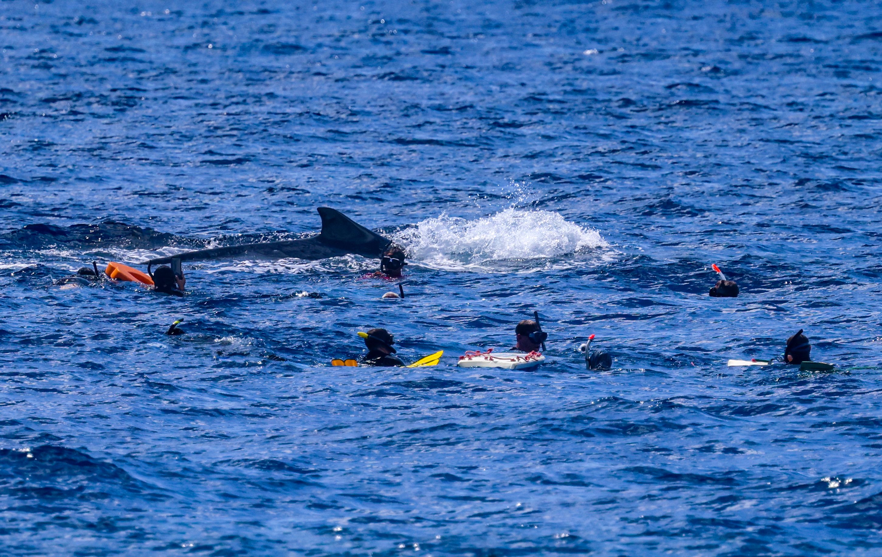 whale watching snorkeling