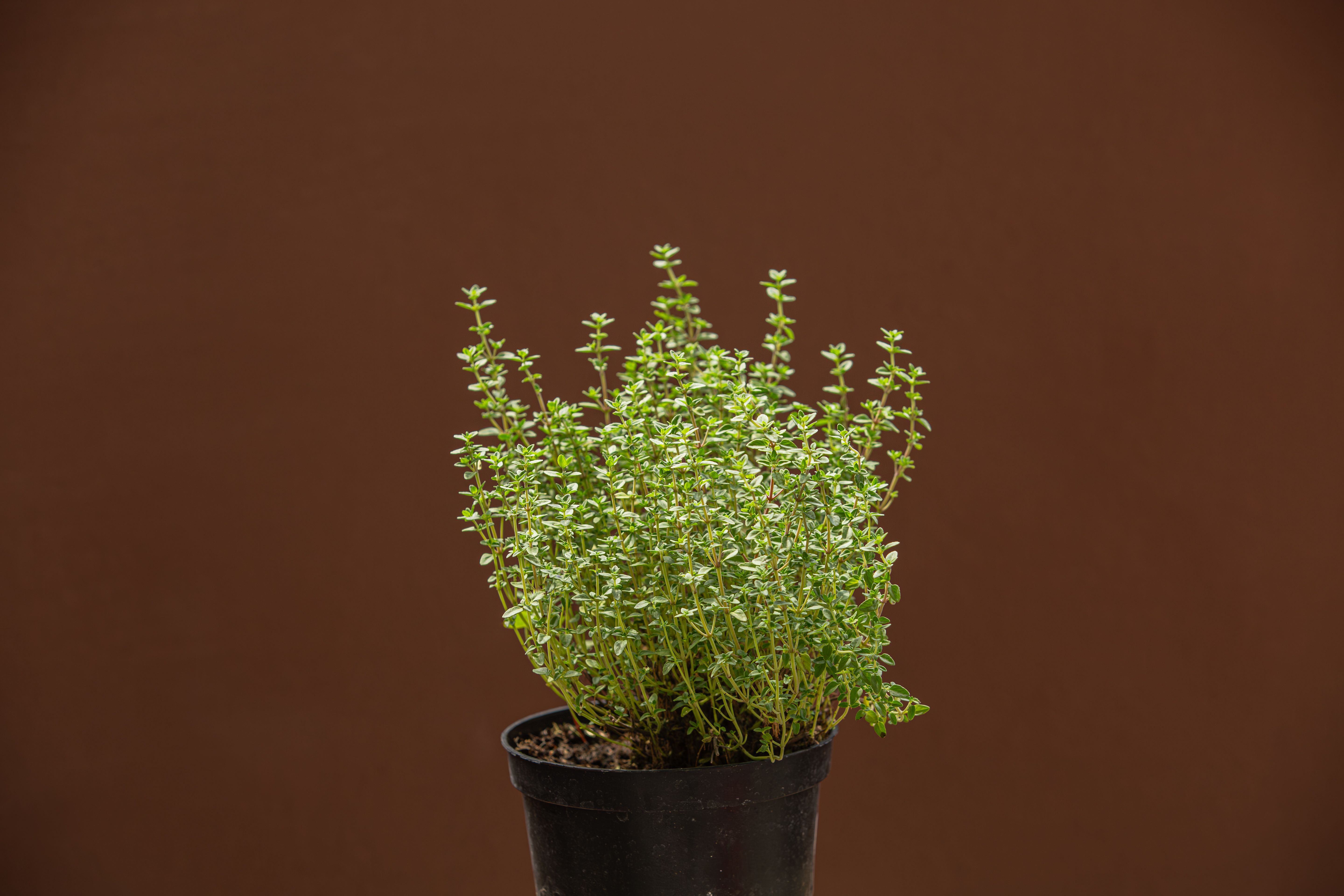 herbal plant