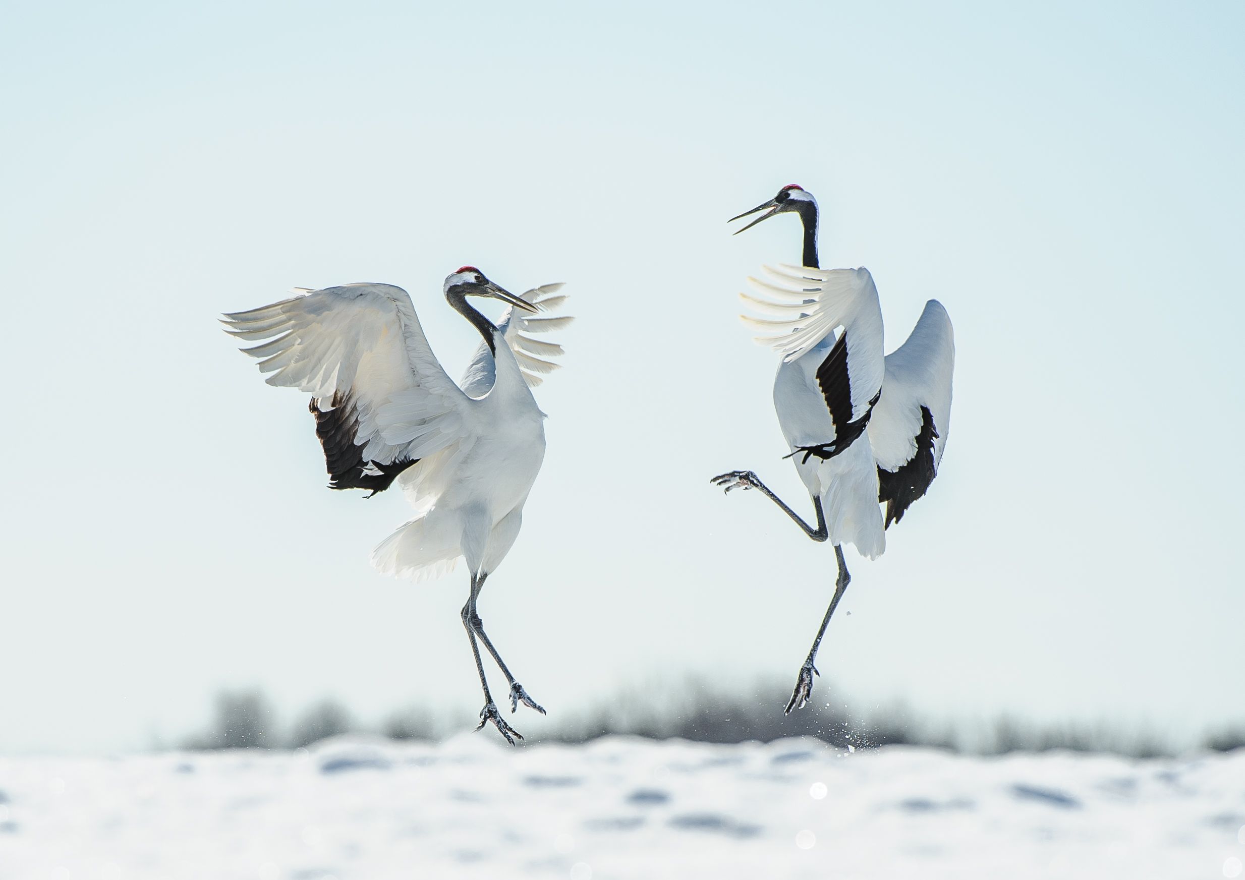 winter crane
