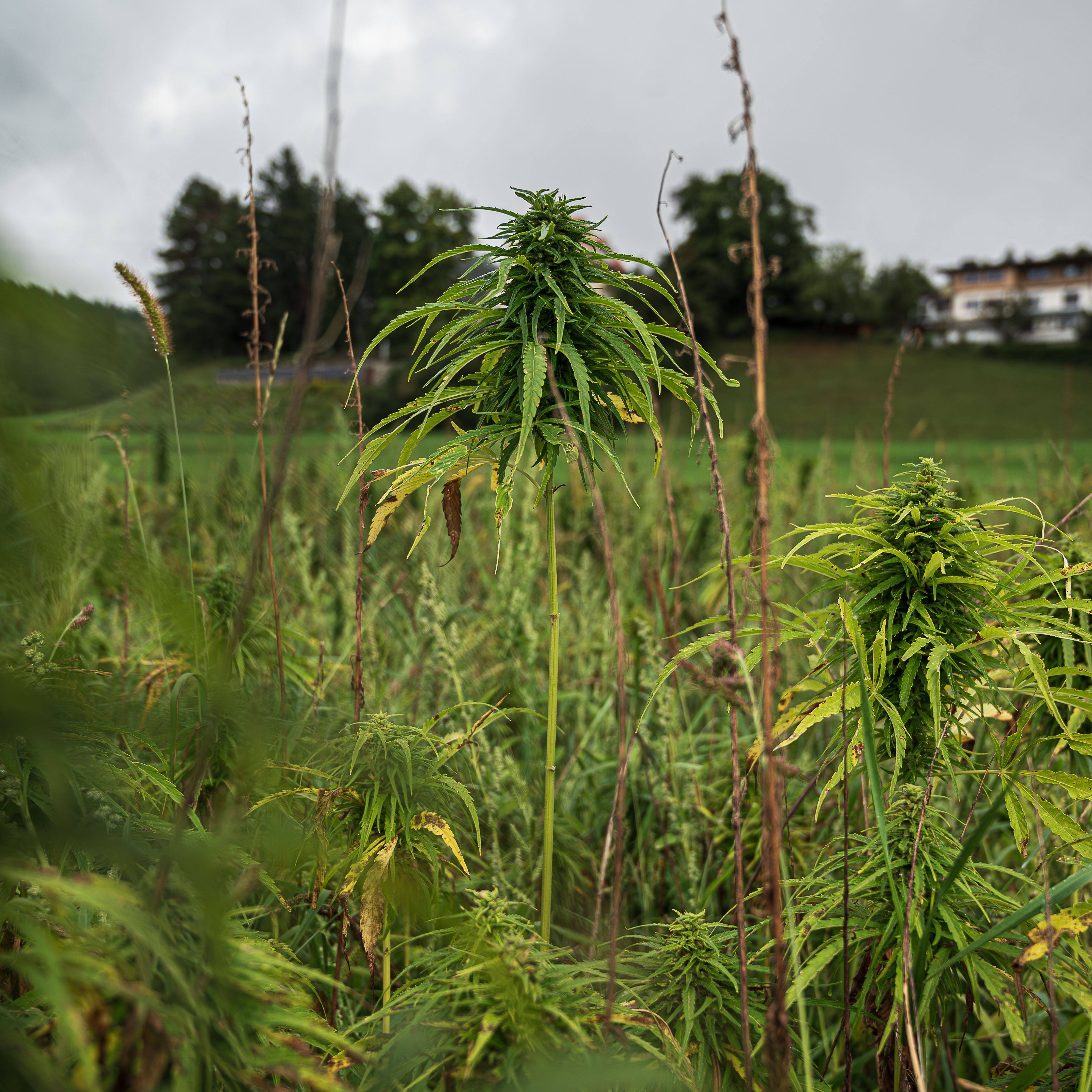 hemp field