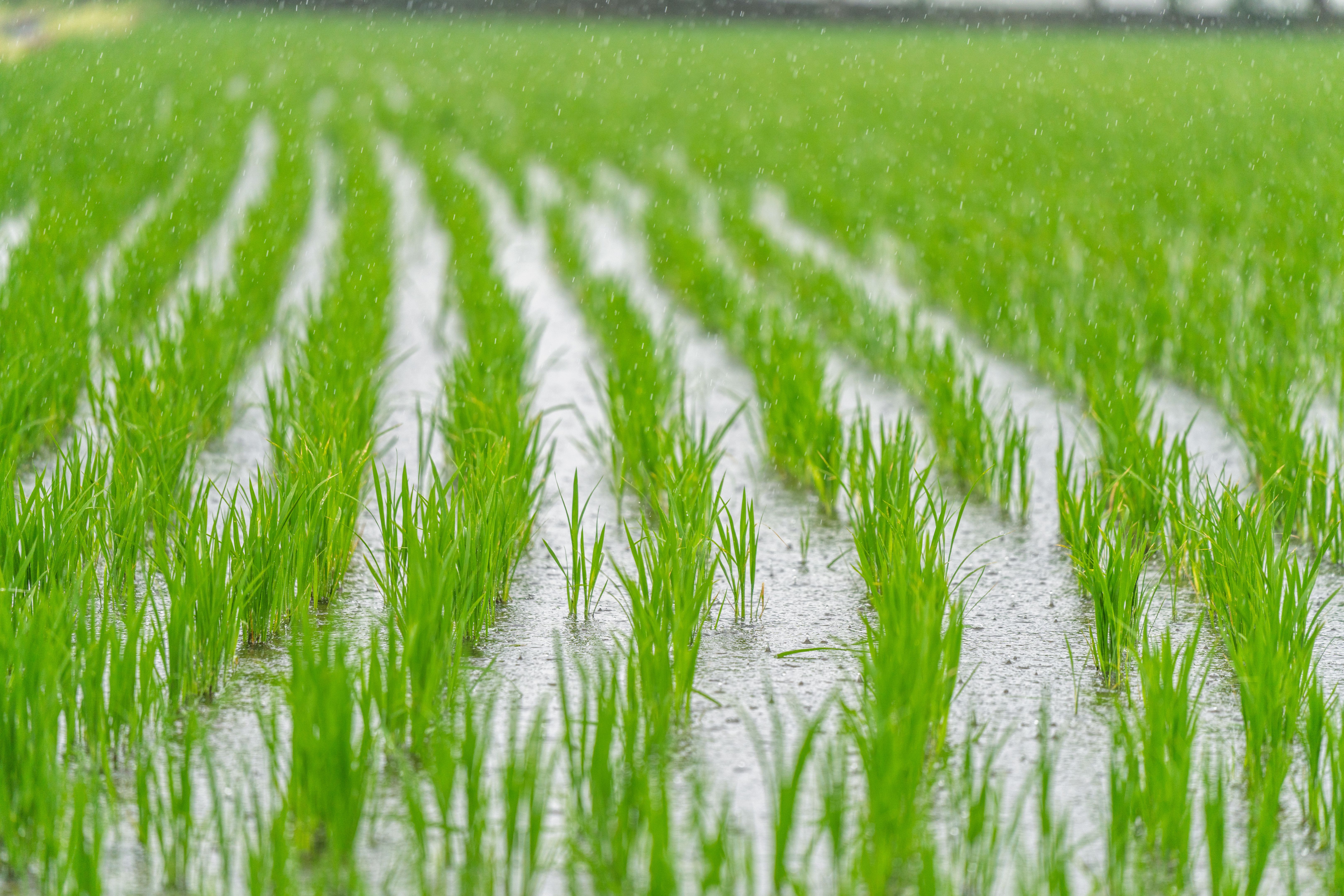 rice water