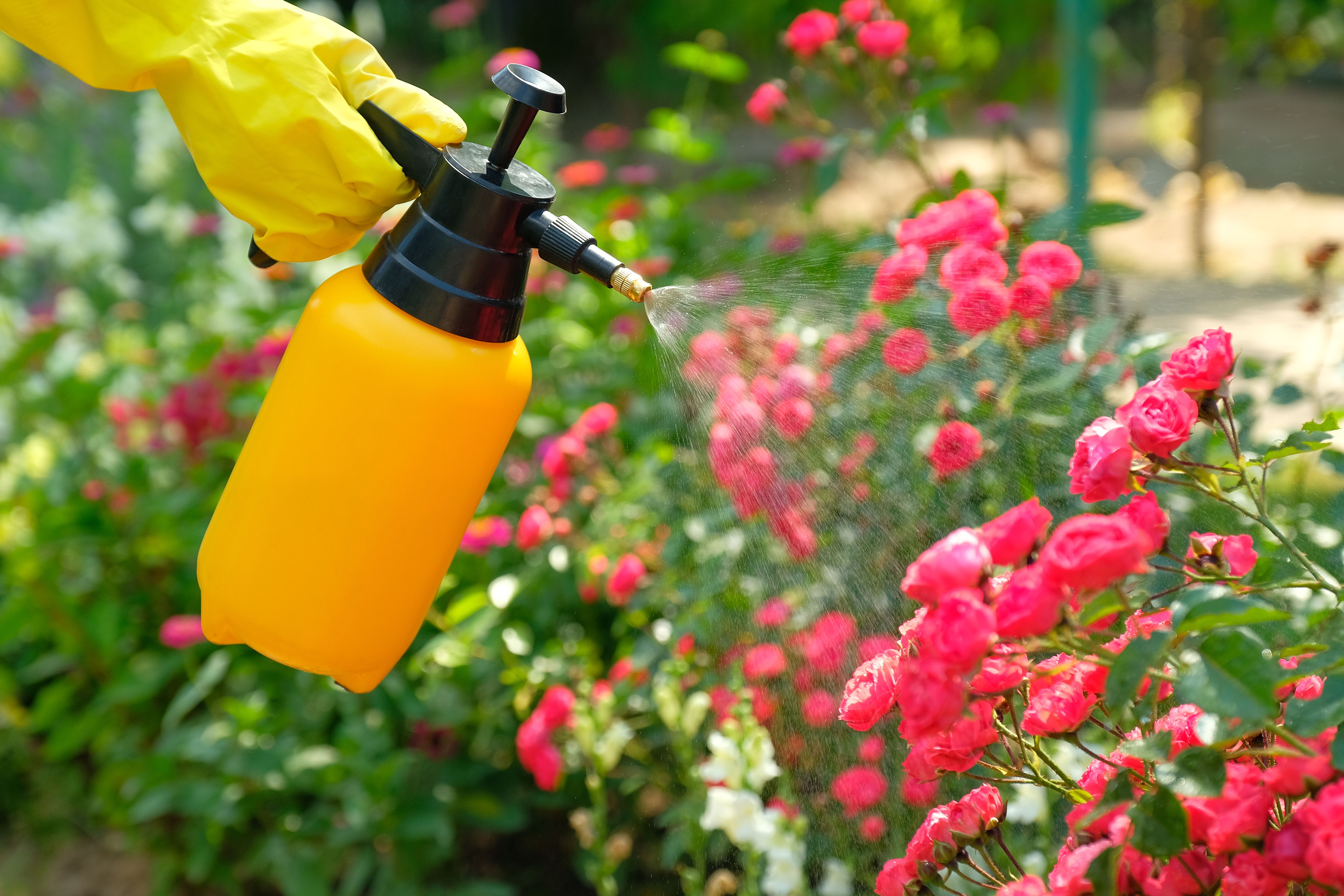 organic pest control