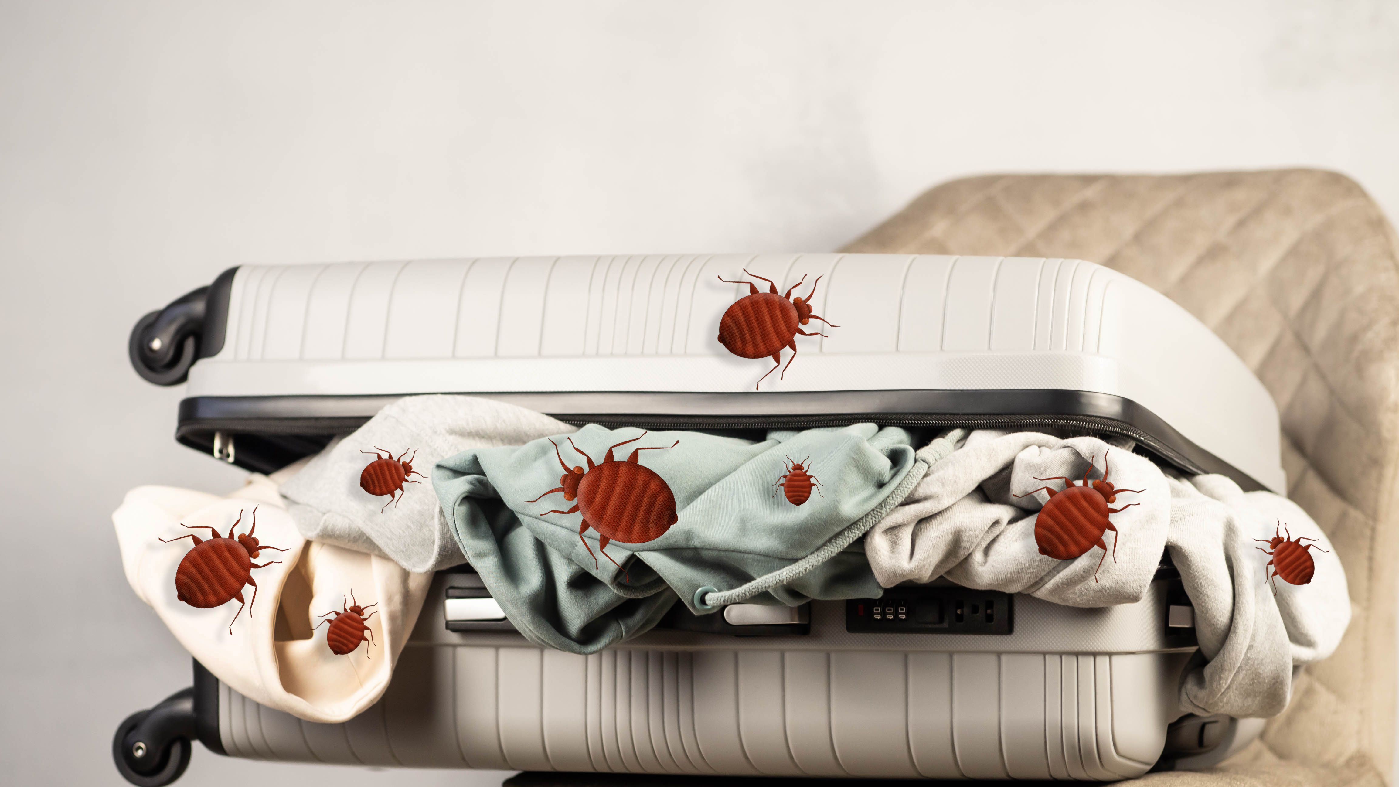 Bedbugs in a suitcase with clothes. Carrying bedbugs in a suitcase from a trip. Cimex lectularius is a type of domestic blood-sucking insect.