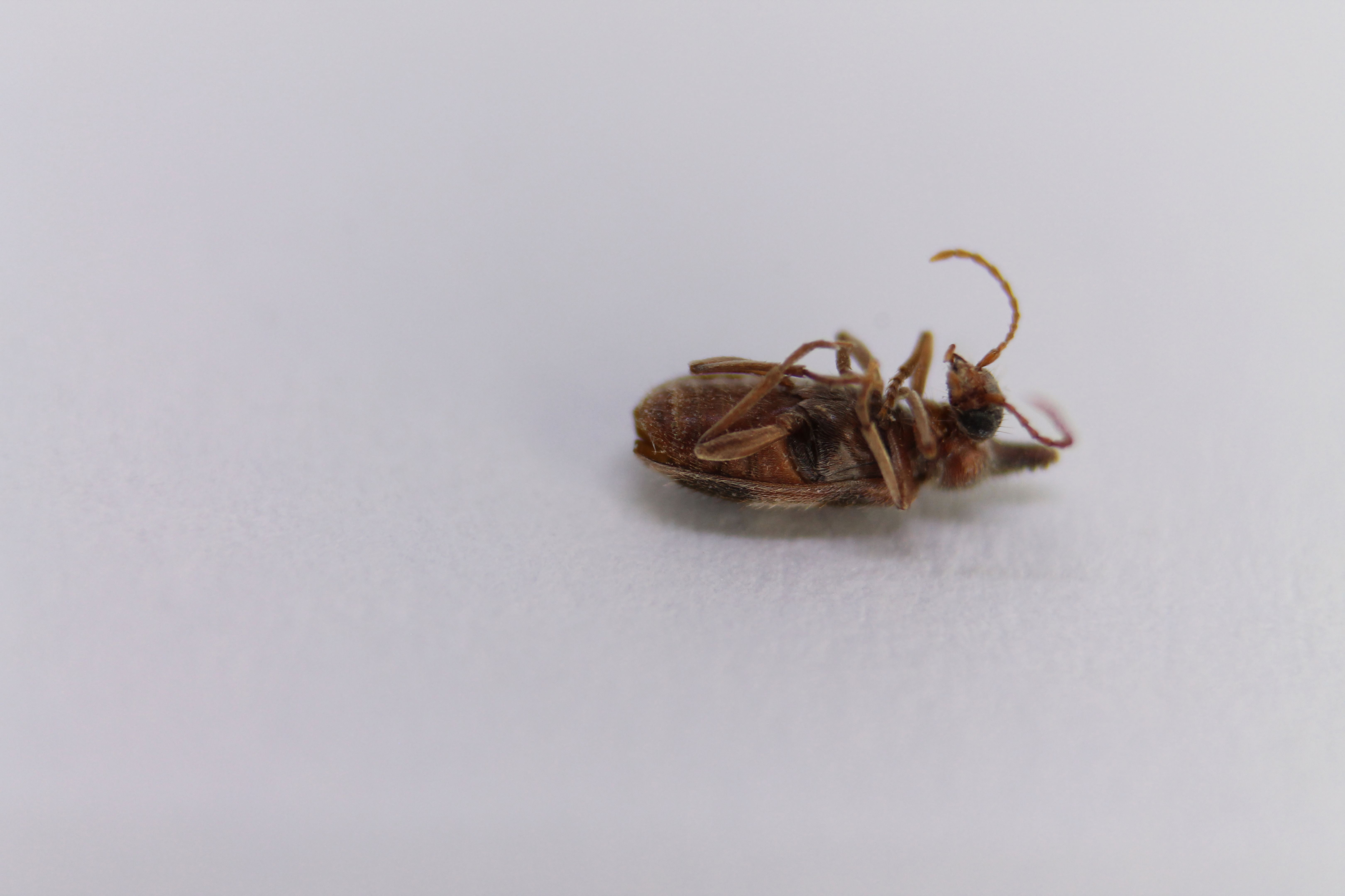 bed bug identification