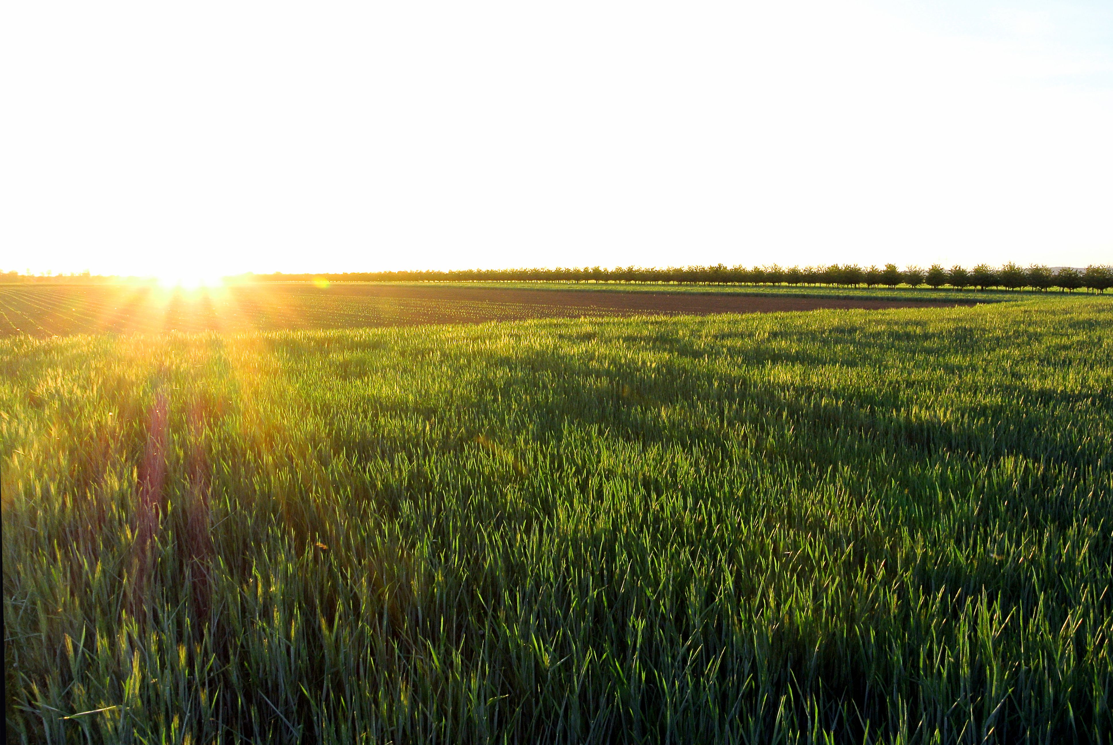 Sun shines on a young wheat field