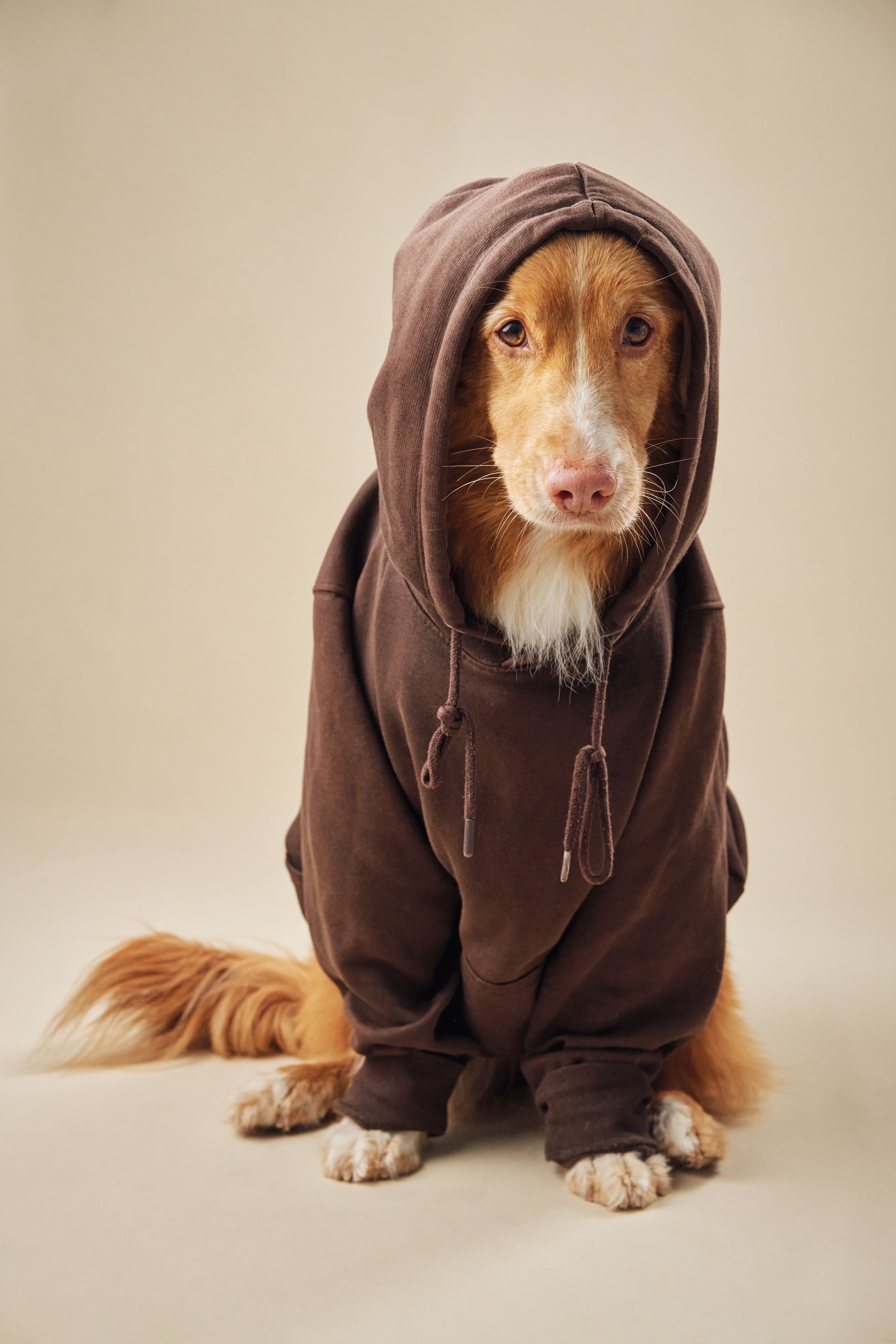 Nova Scotia Duck Tolling Retriever dog dons a hoodie, merging cozy with cute Nova Scotia Duck Tolling Retriever dog dons a hoodie, merging cozy with cute