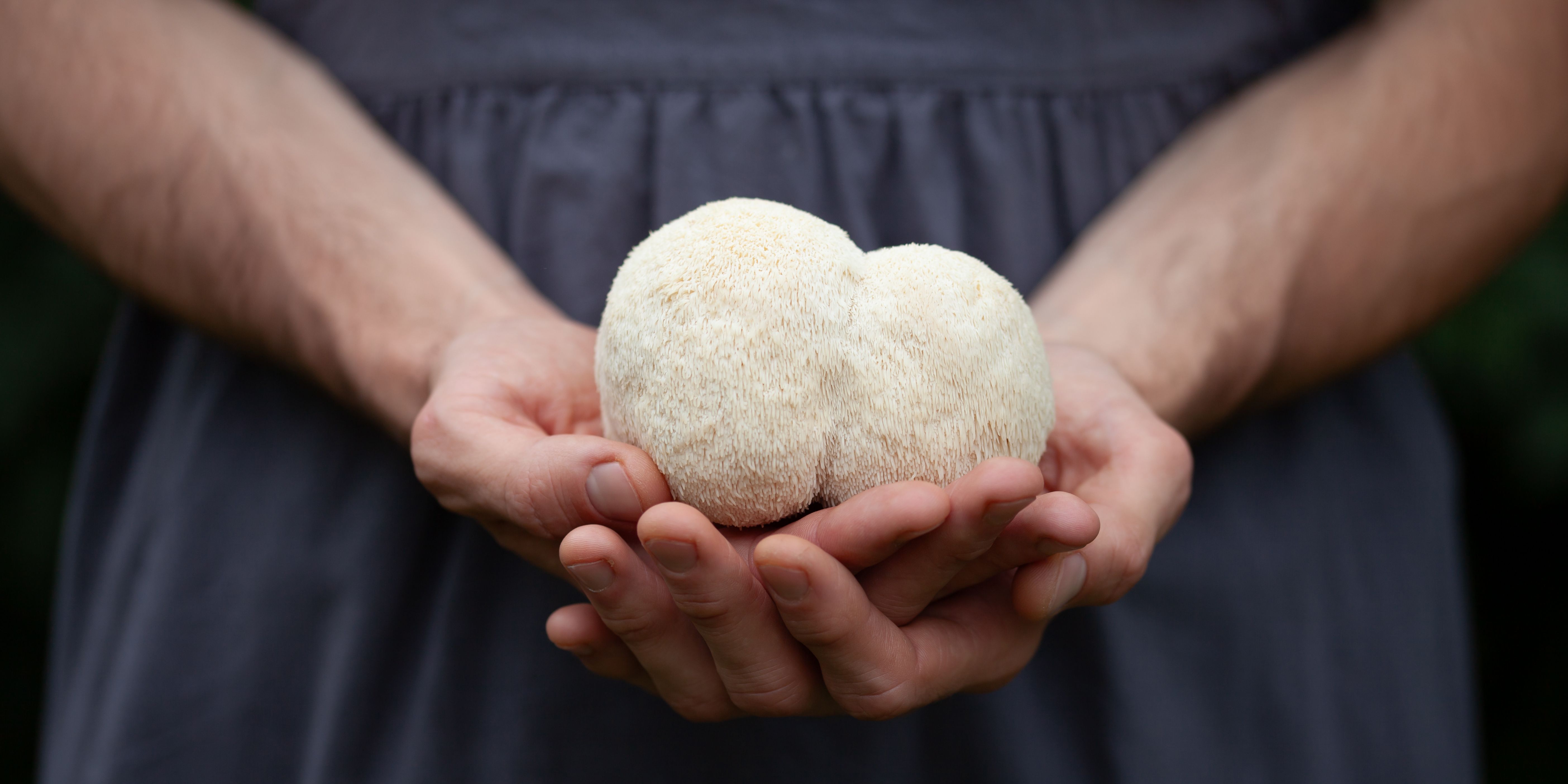 lion's mane mushroom
