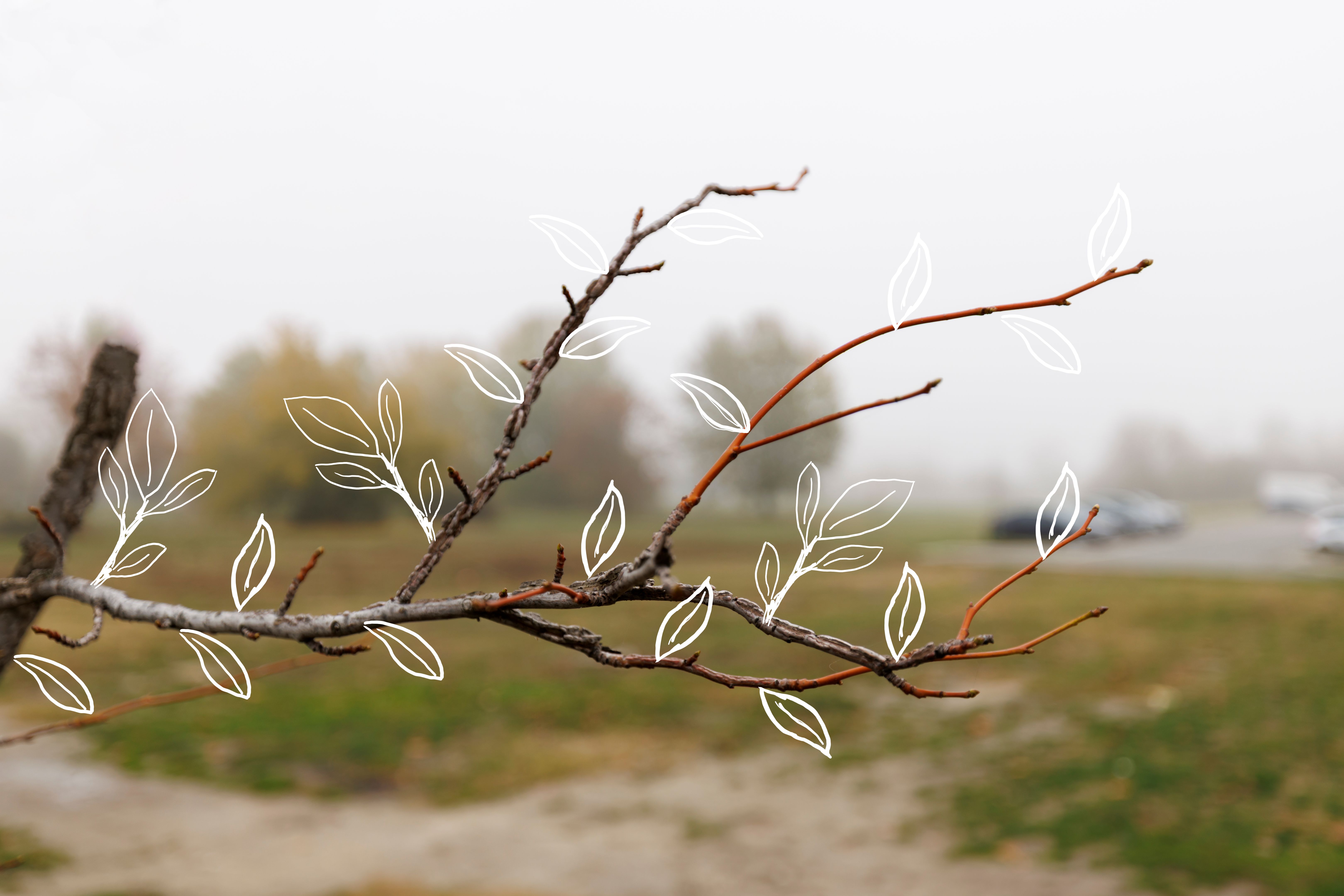 seasonal changes lawn