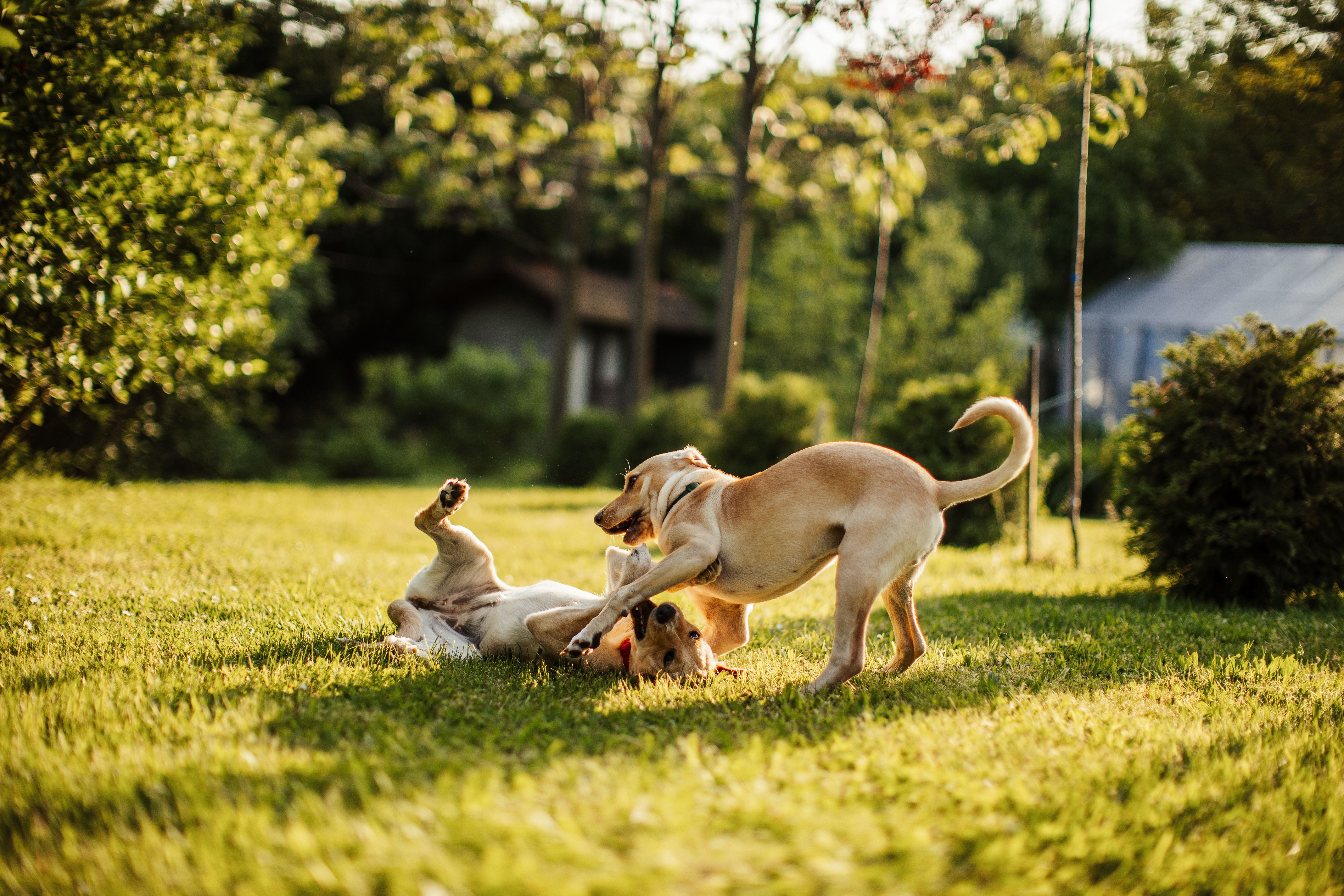 Two cute dogs playing in backyard Two cute dogs playing in backyard