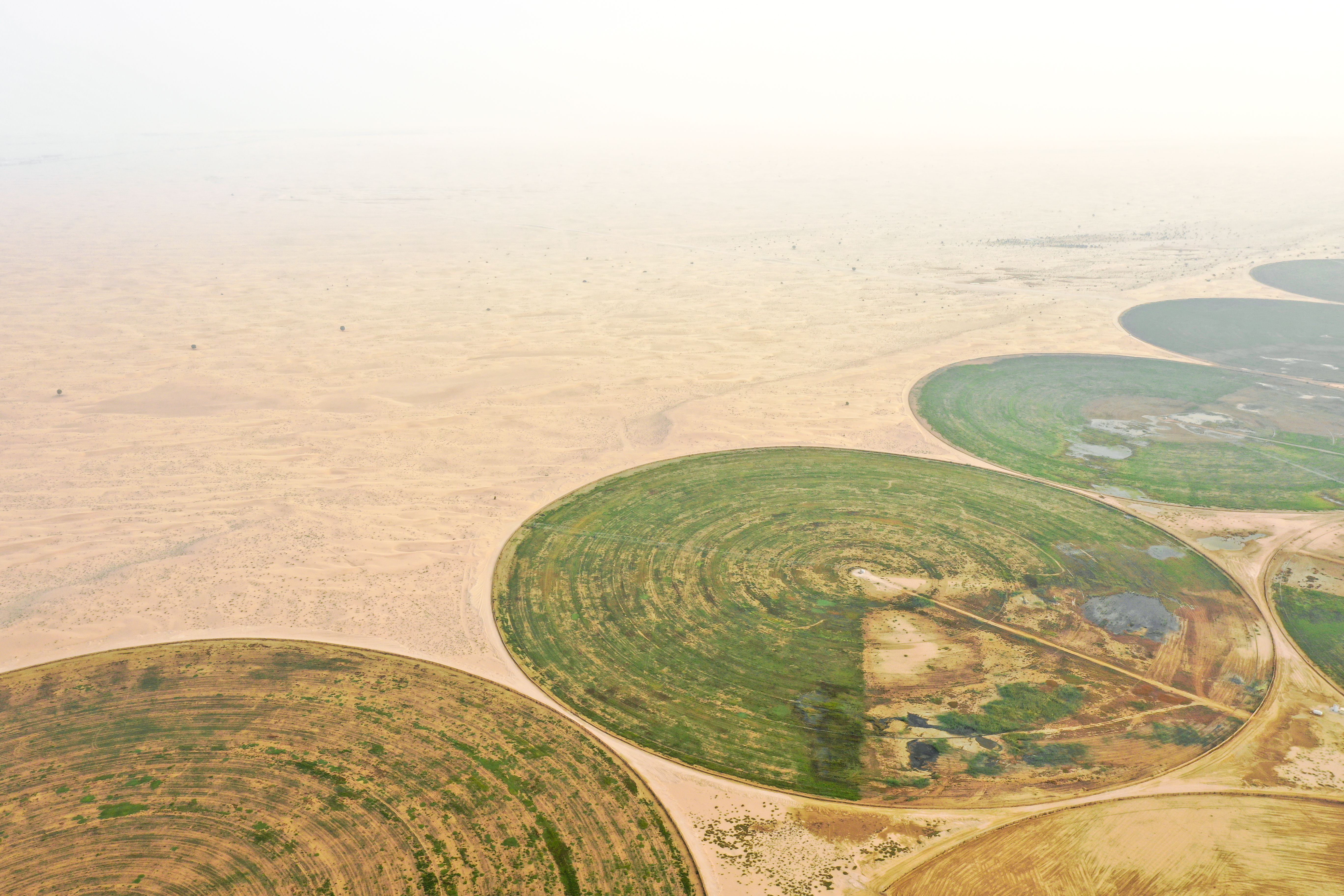 sustainable farming UAE