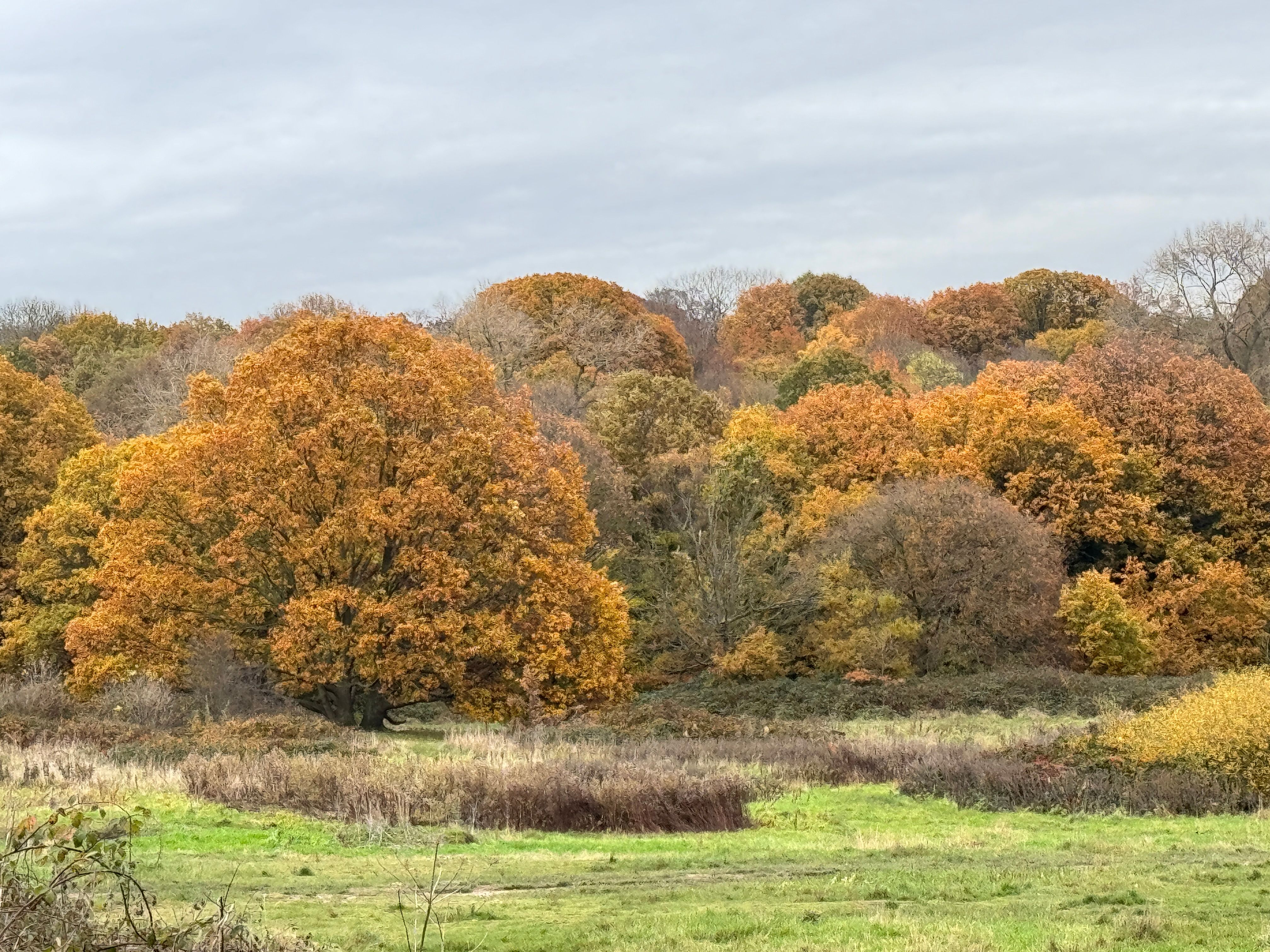 autumn hampstead heath