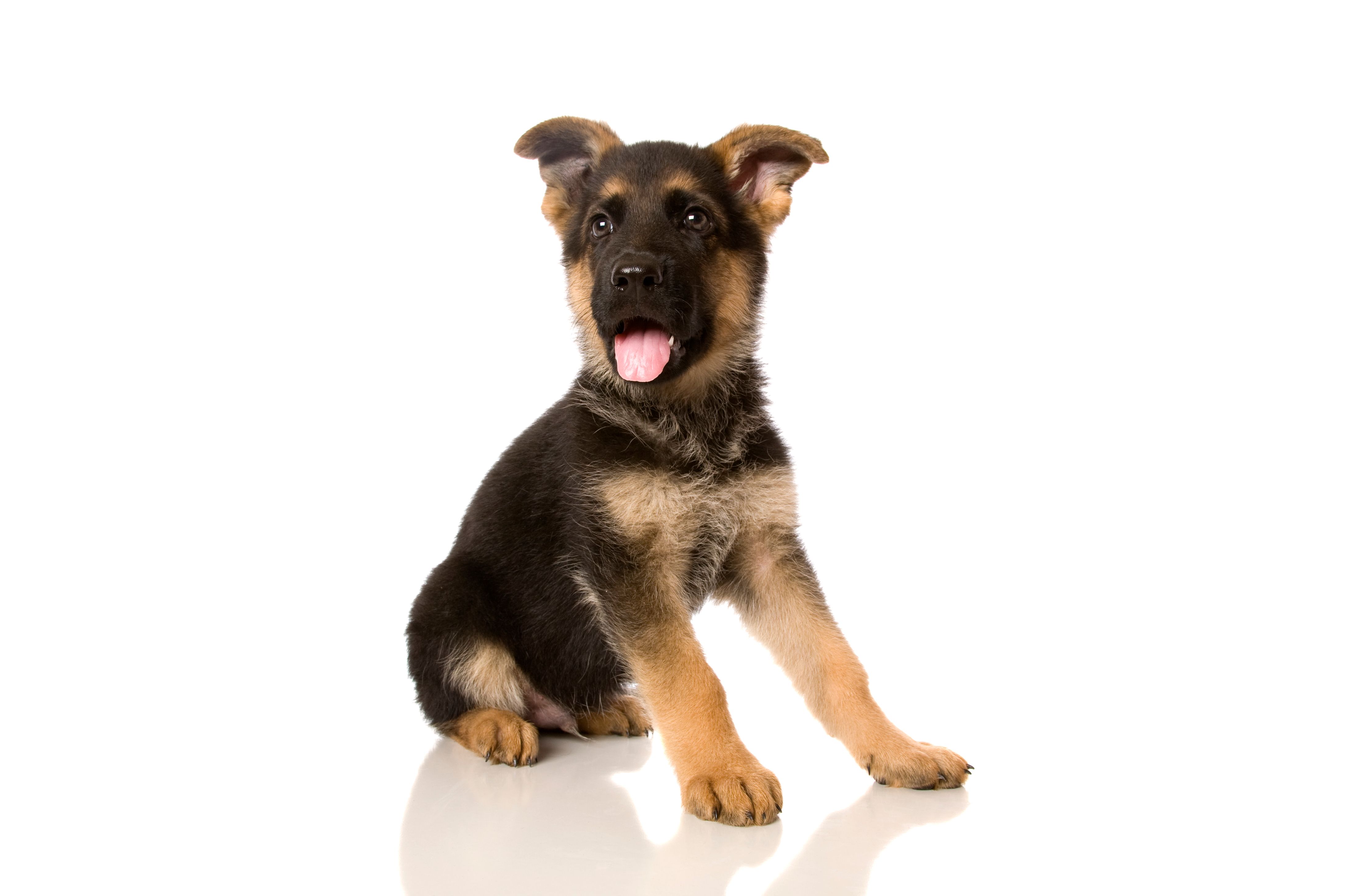 german shepherd puppy