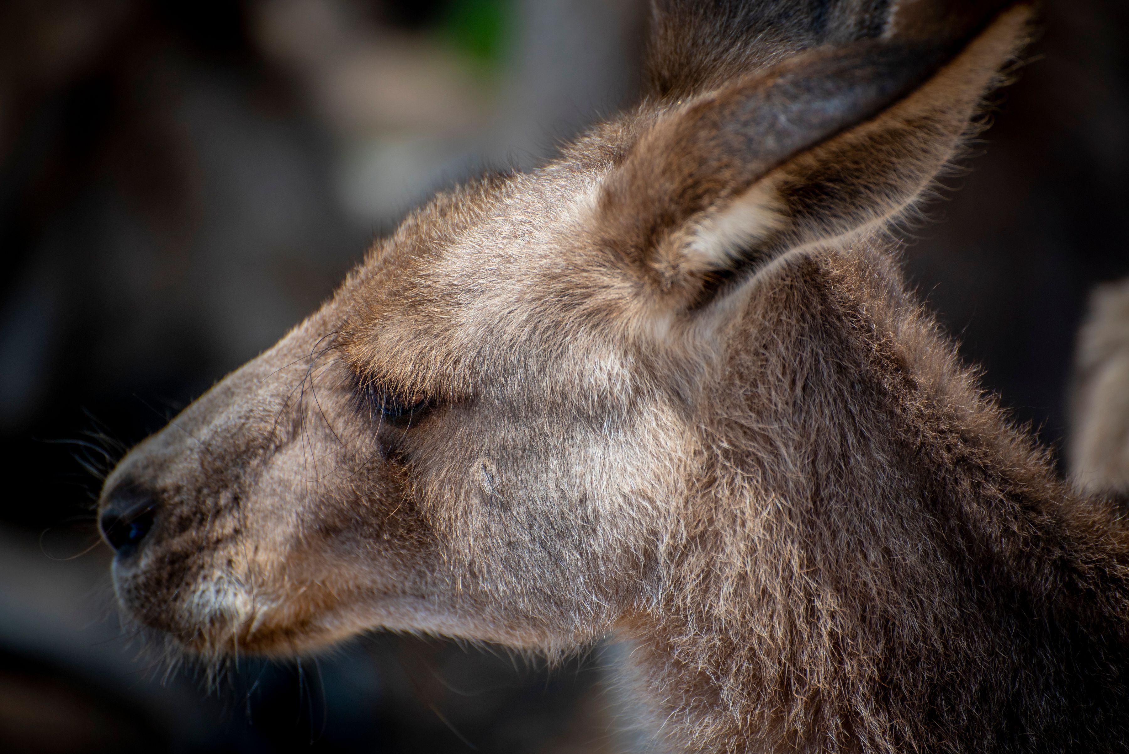 grilled kangaroo