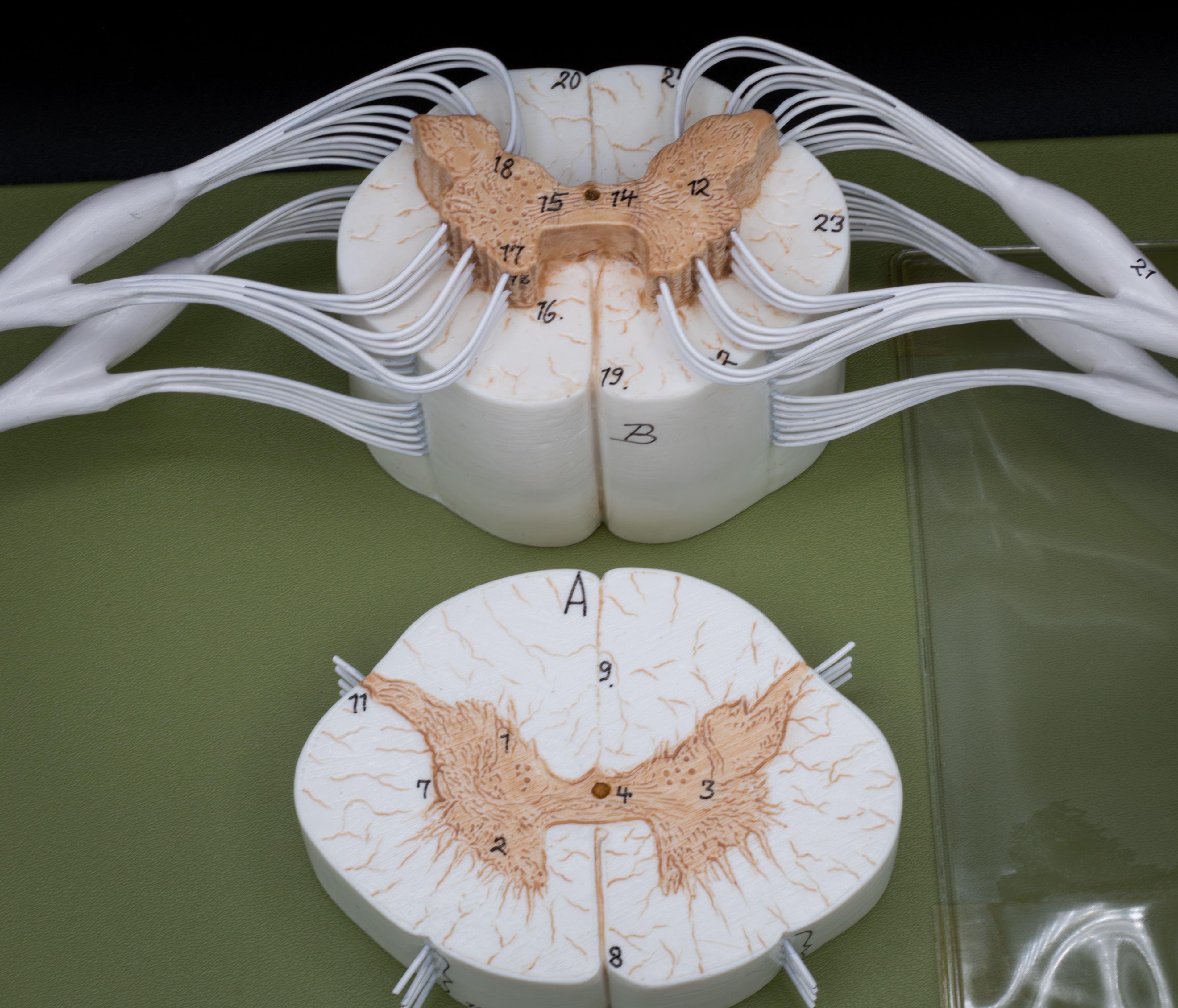 Beschriftete Rückenmarkmodelle für die Ausbildung