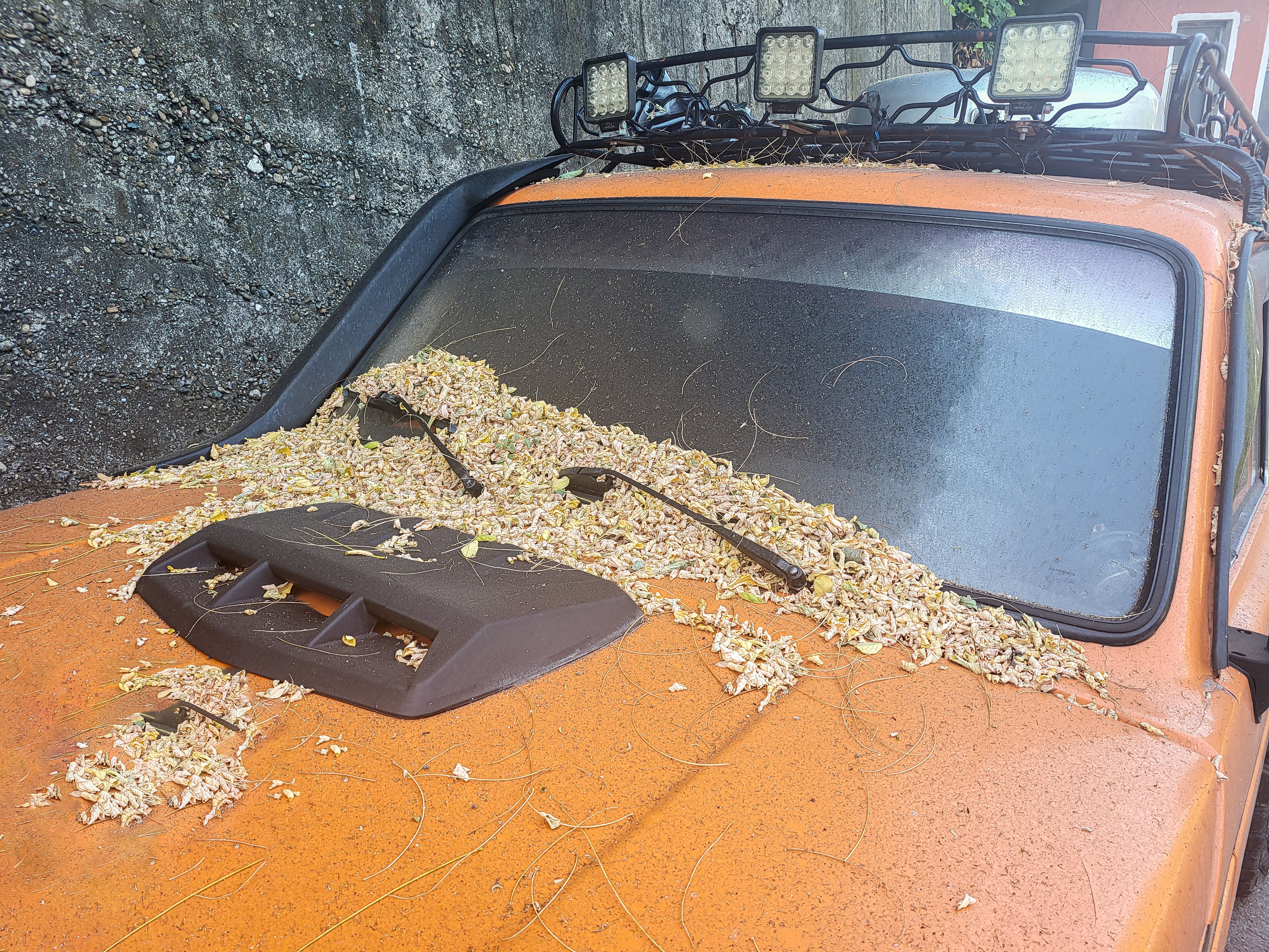 Leaves fallen on the front of a truck parked outside - TSPE Tip - Check your engine wires Leaves fallen on the front of a truck parked outside - TSPE Tip - Check your engine wires