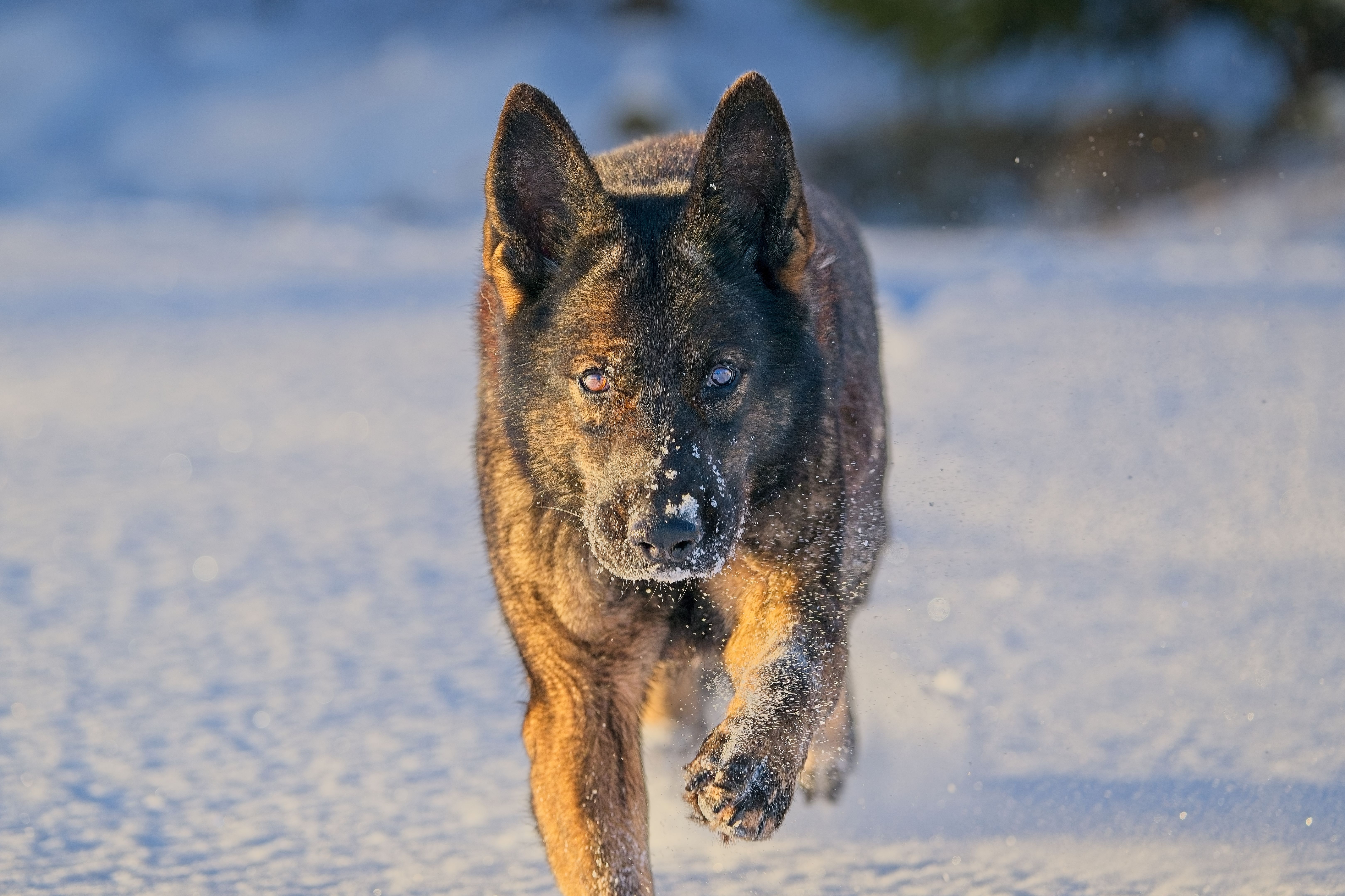 loyal german shepherd