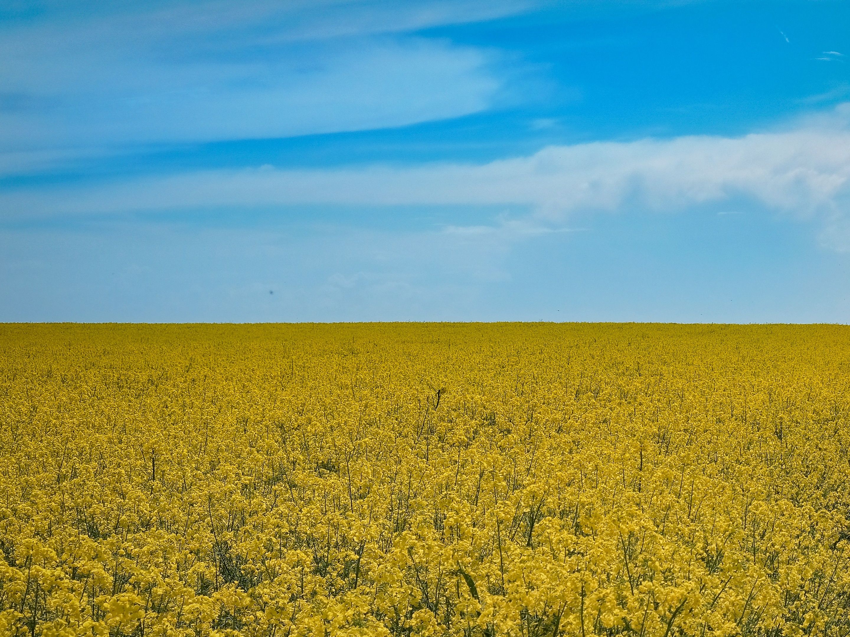 ukraine fields