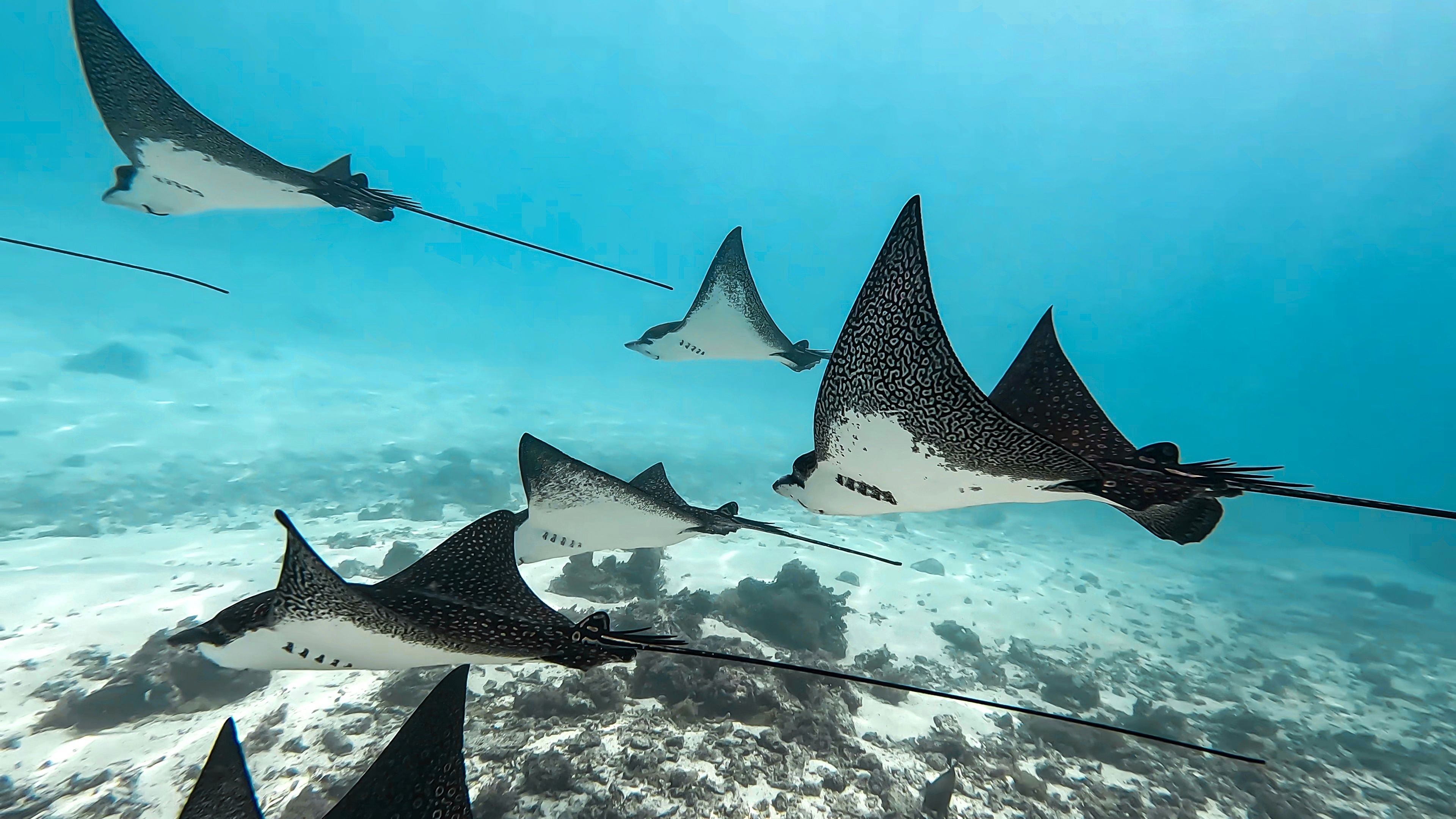 eagle ray diving