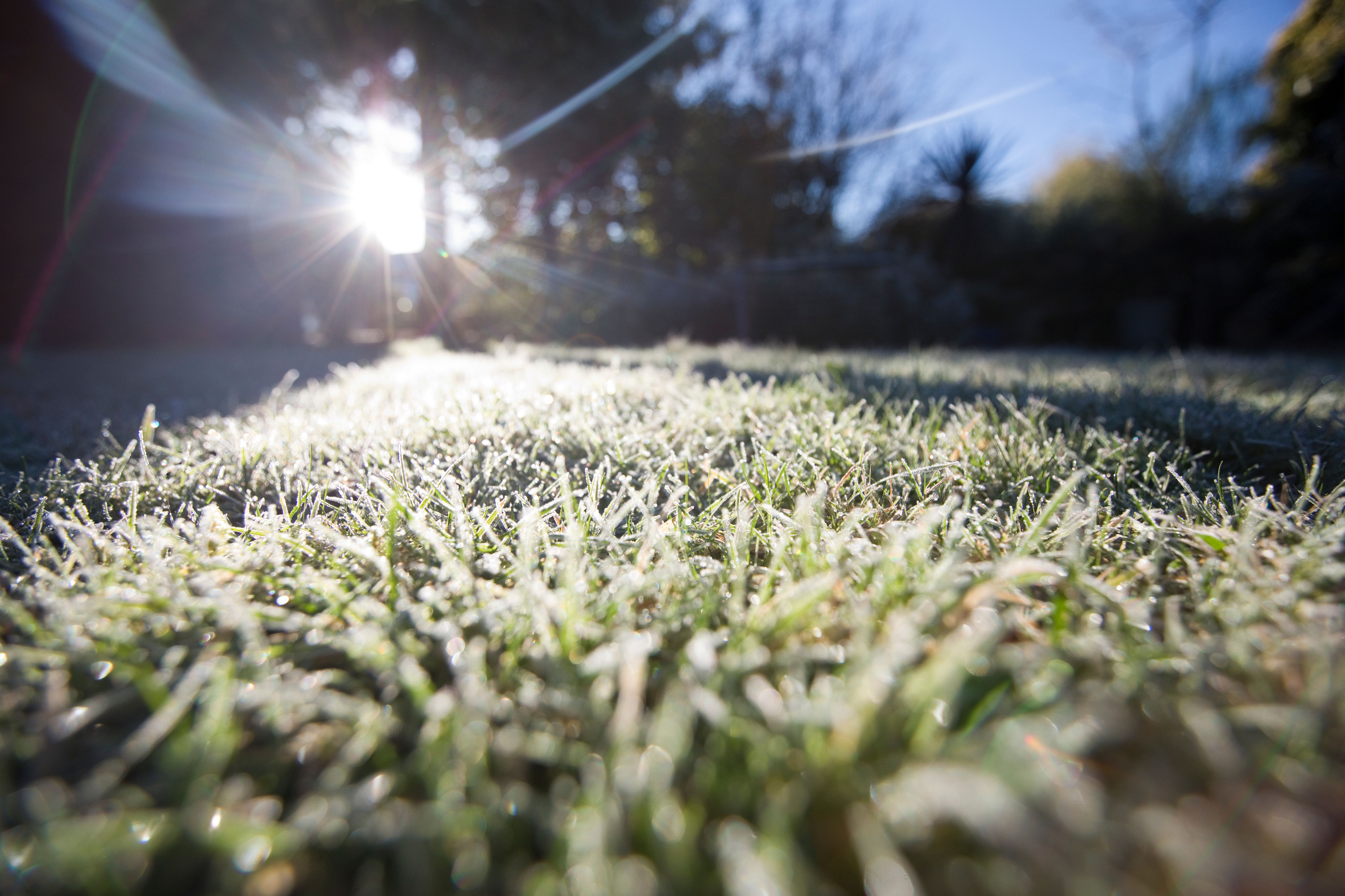 winter lawn care