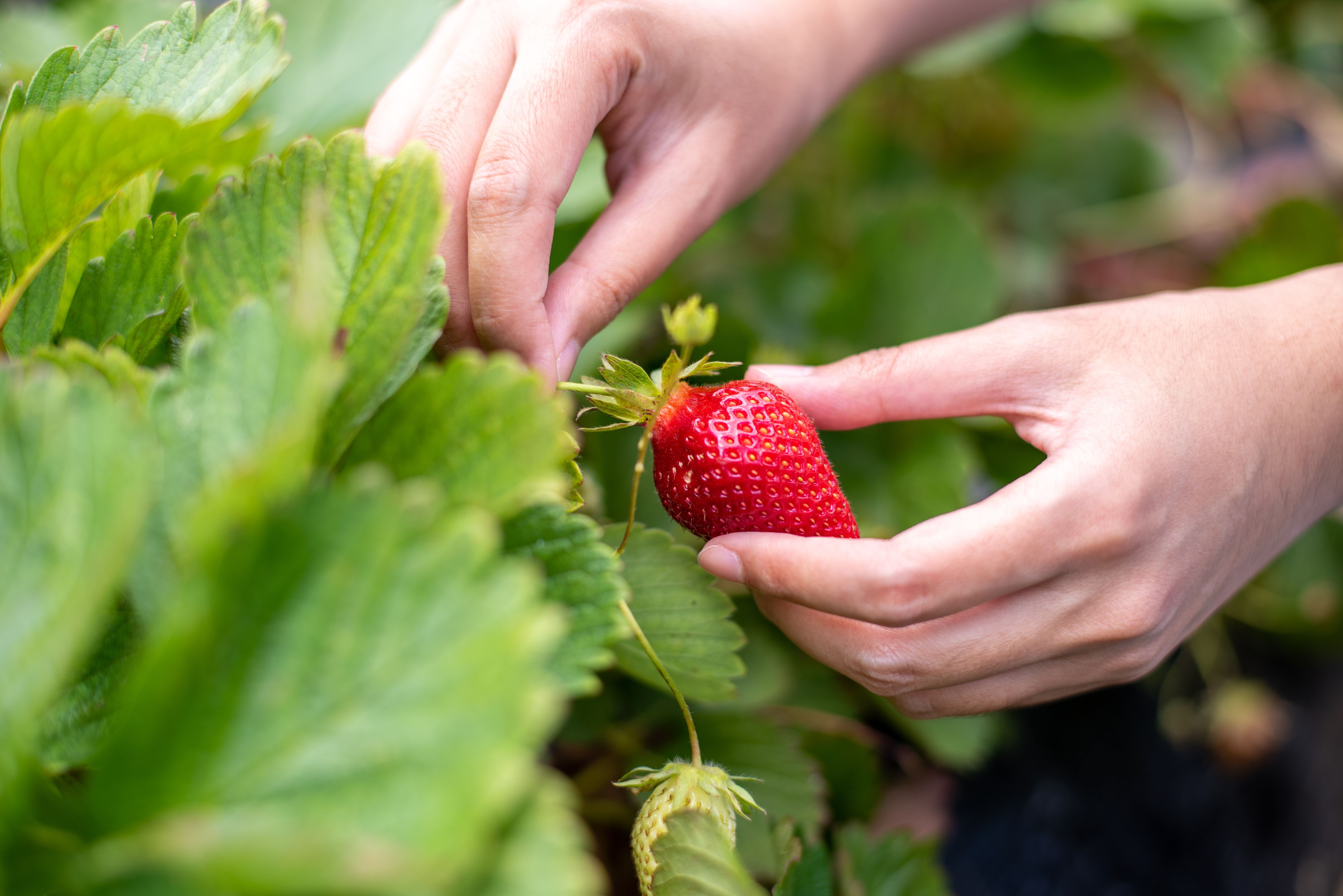 strawberry picking