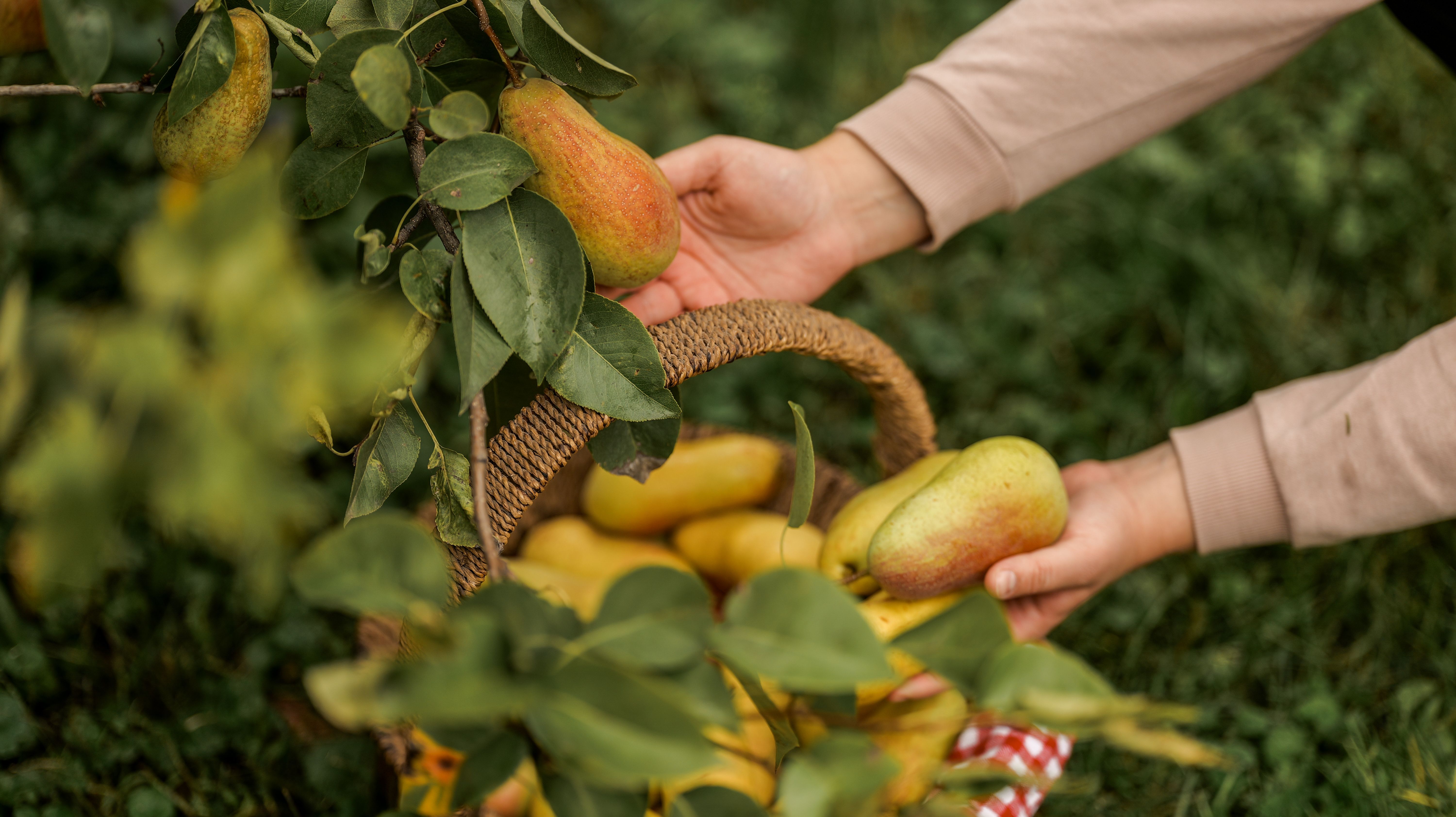 people picking pears