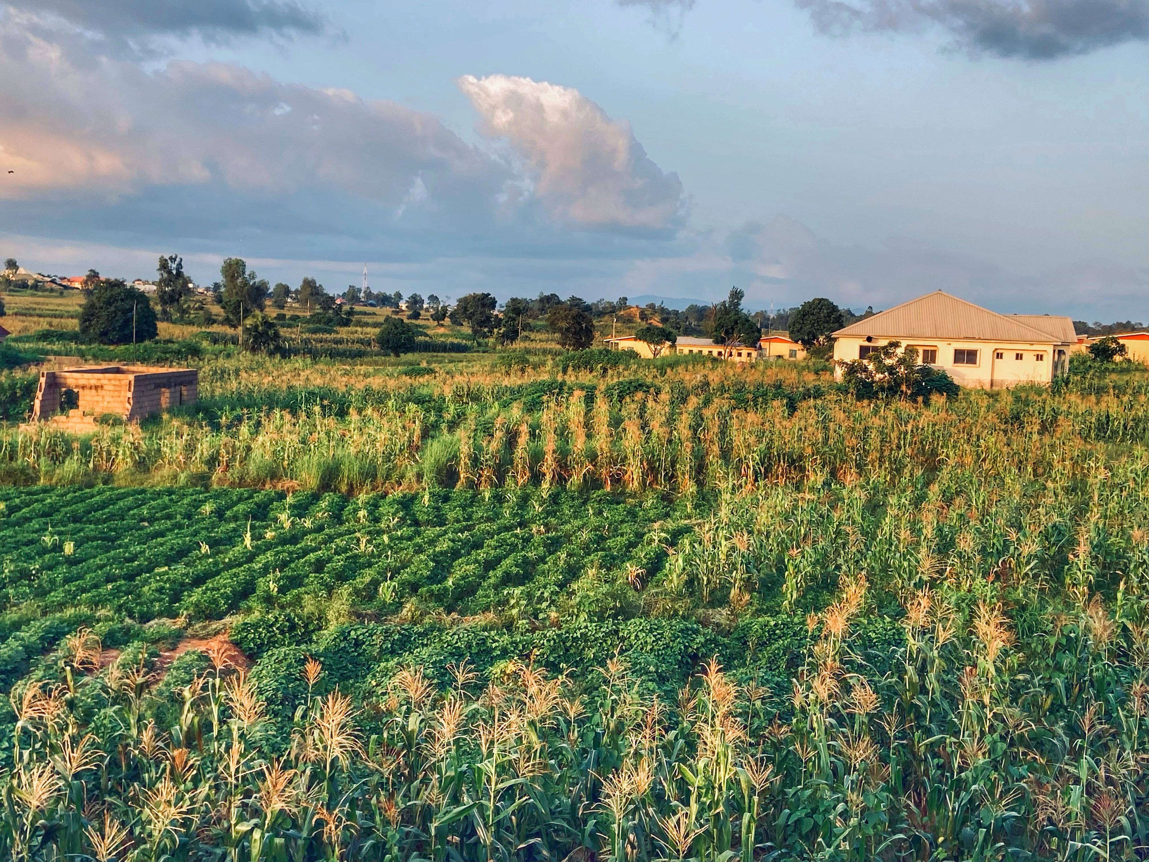 Nigerian farm