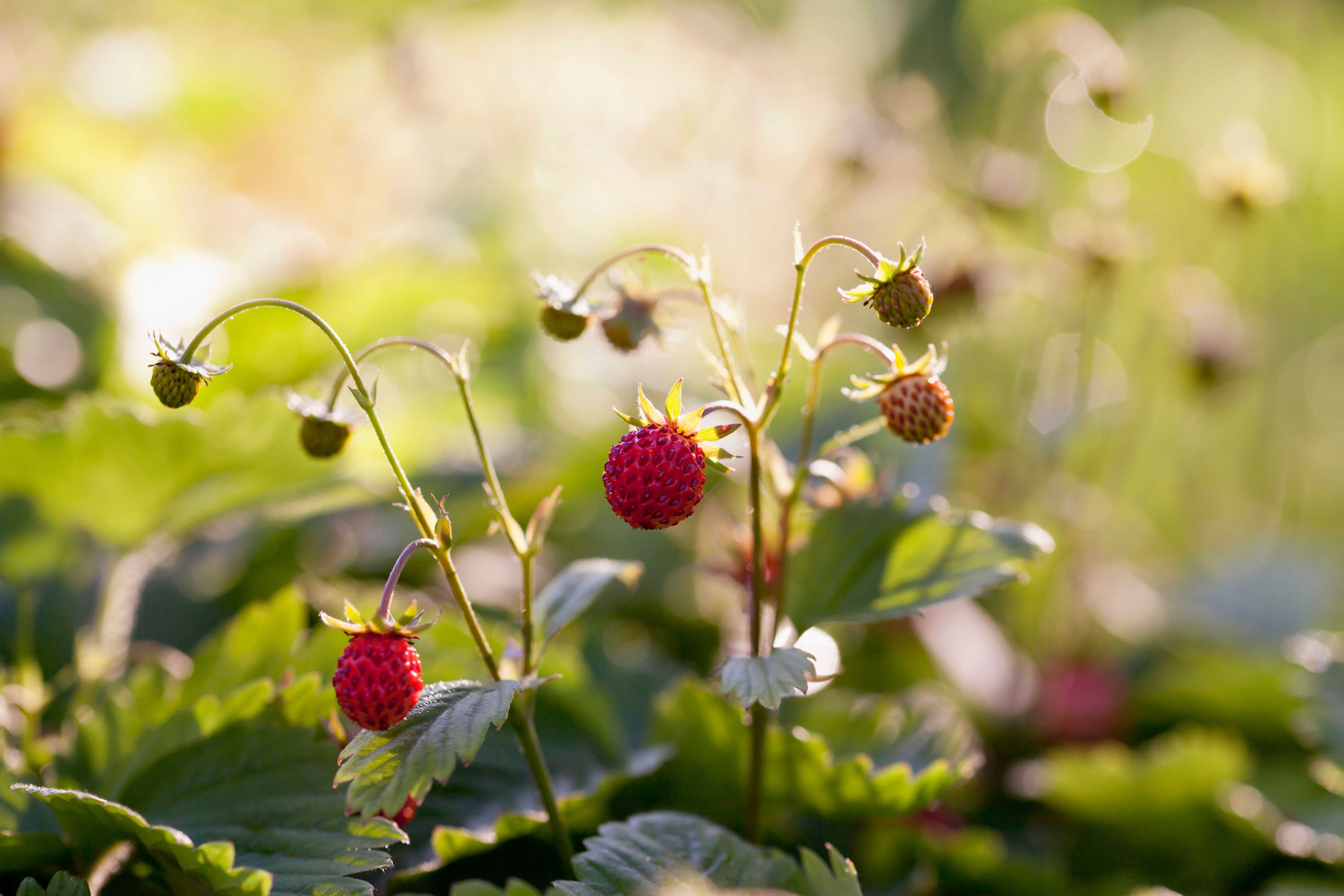 wild strawberries