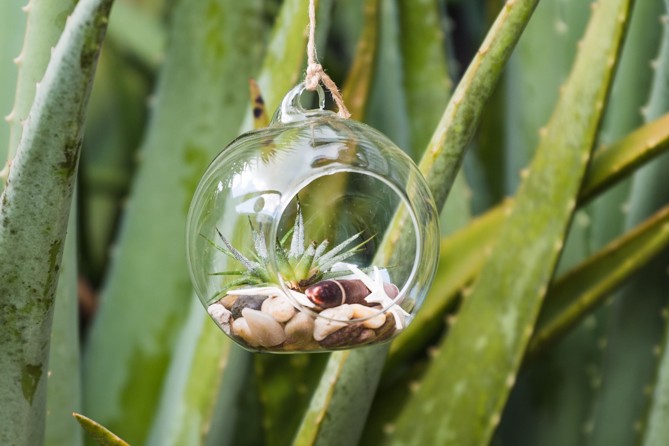hanging terrarium