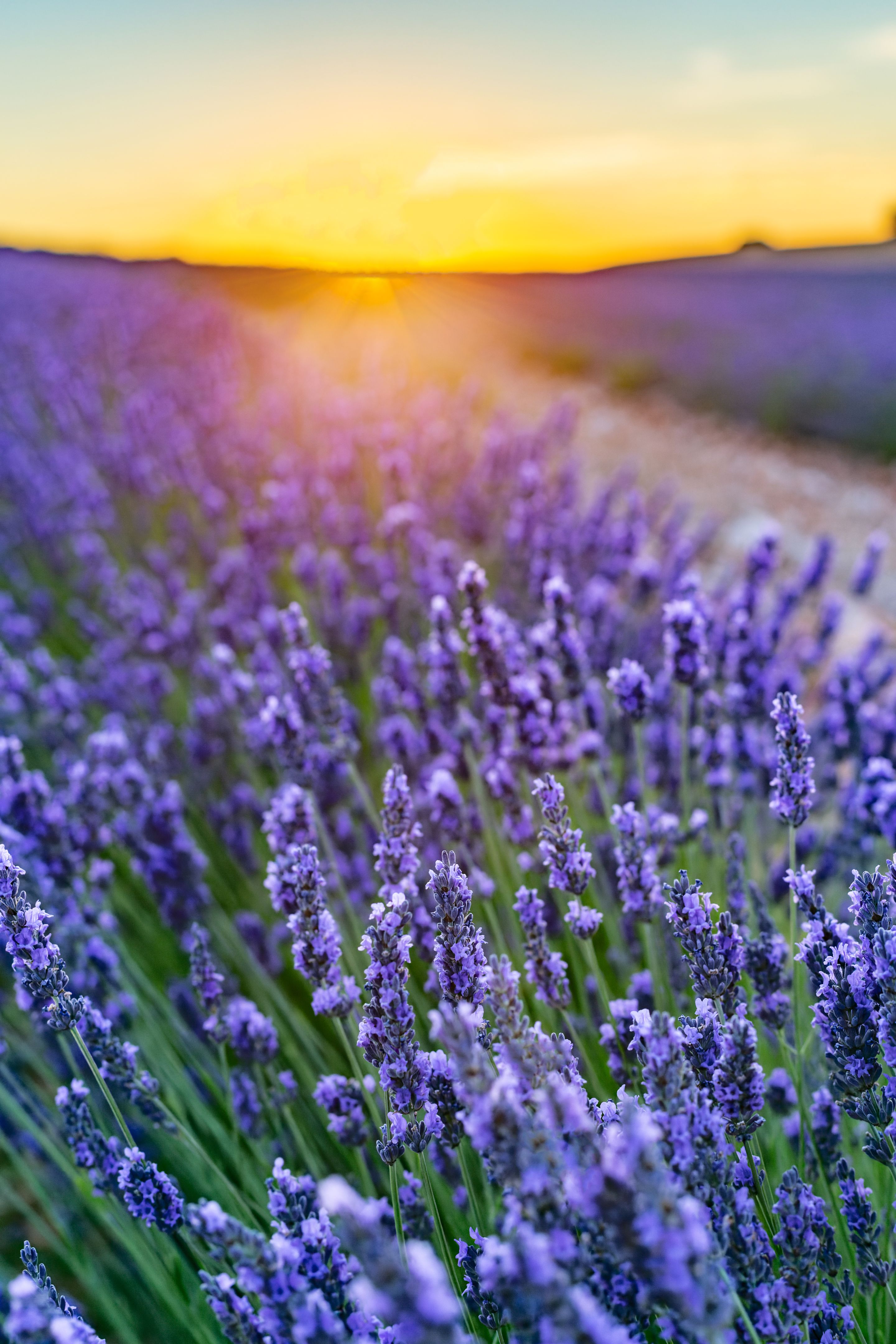 lavender oil
