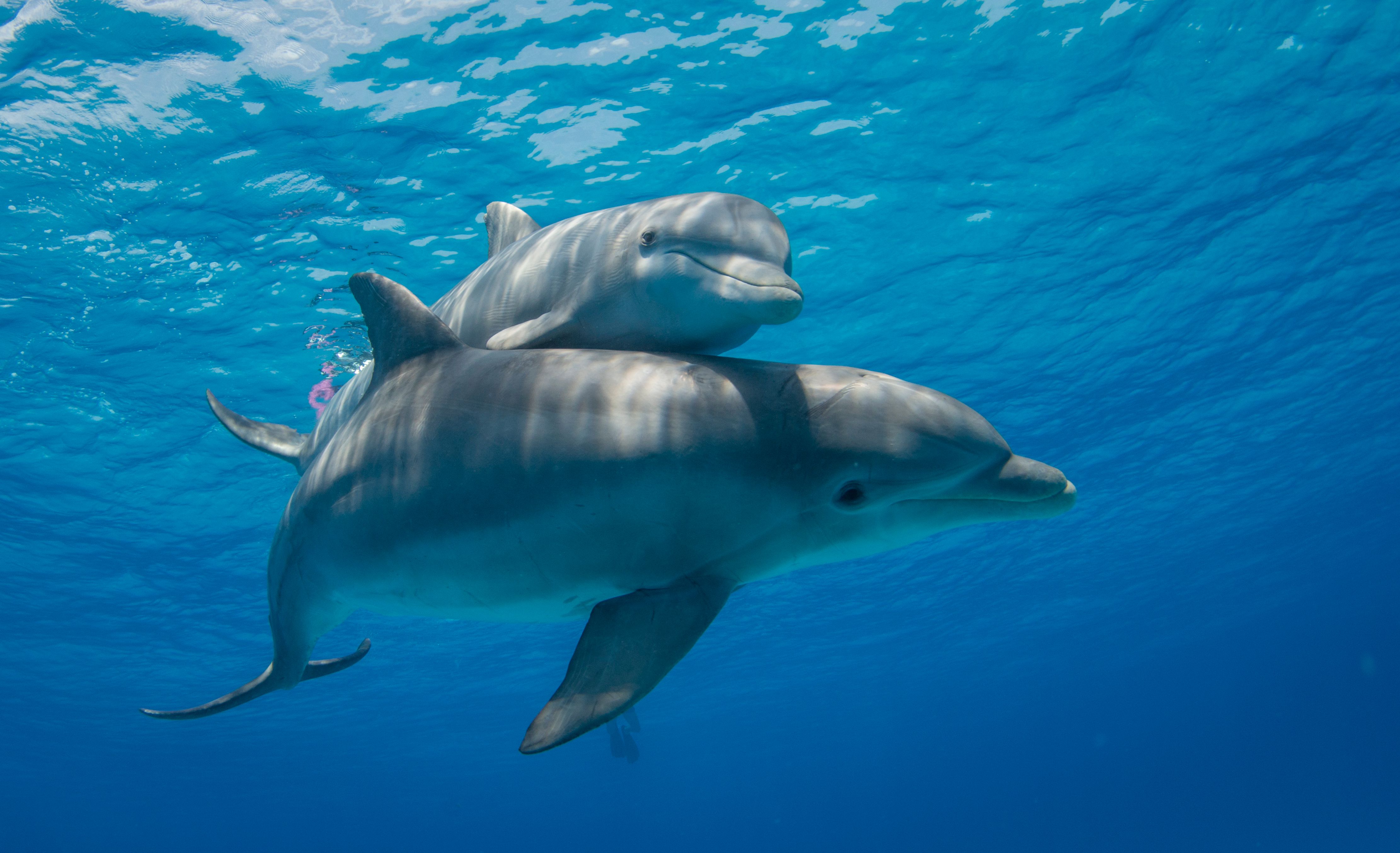 dolphin sea