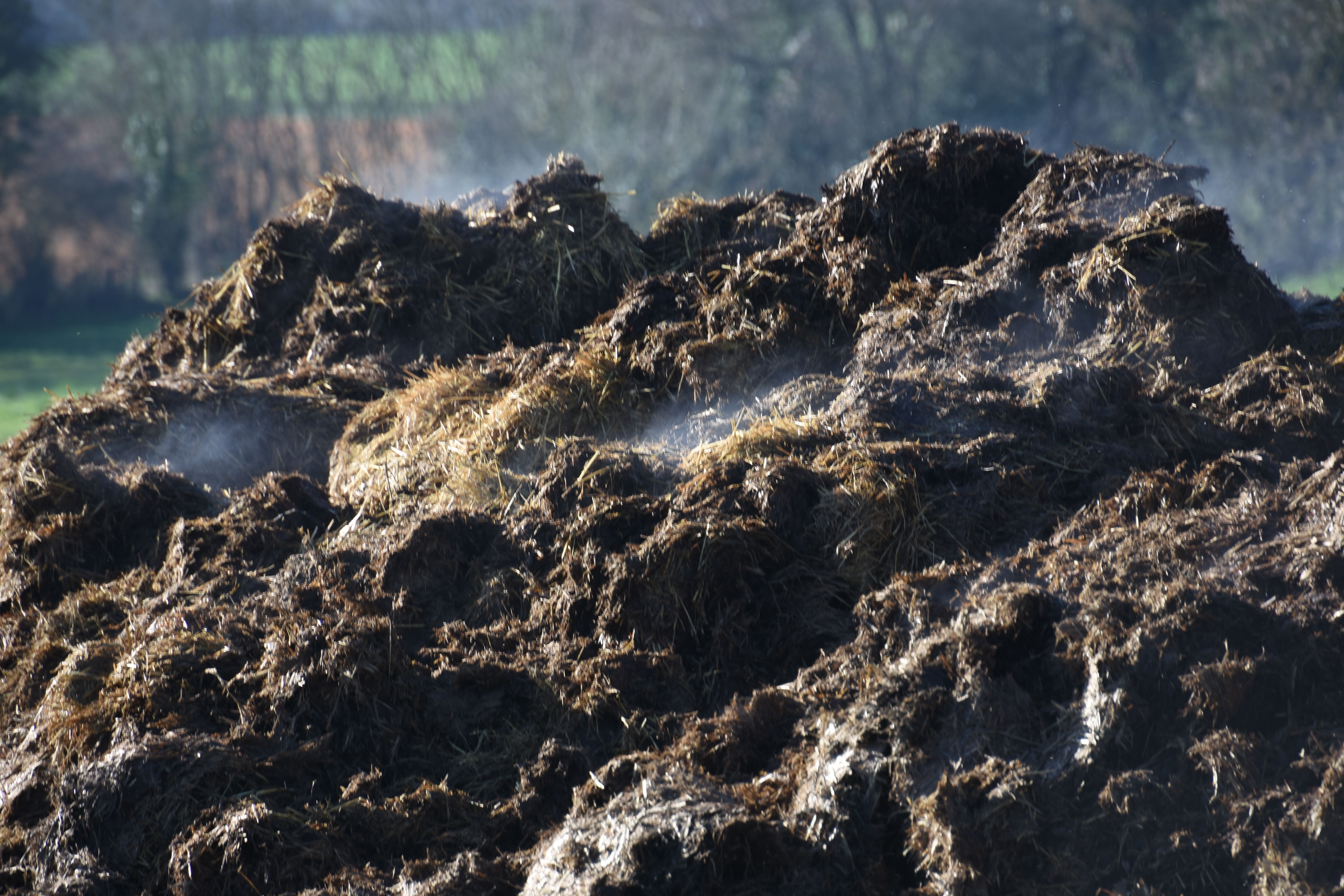 A heap of manure smoking into a farm, in Sarthe, in France A heap of manure smoking into a farm, in Sarthe, in France