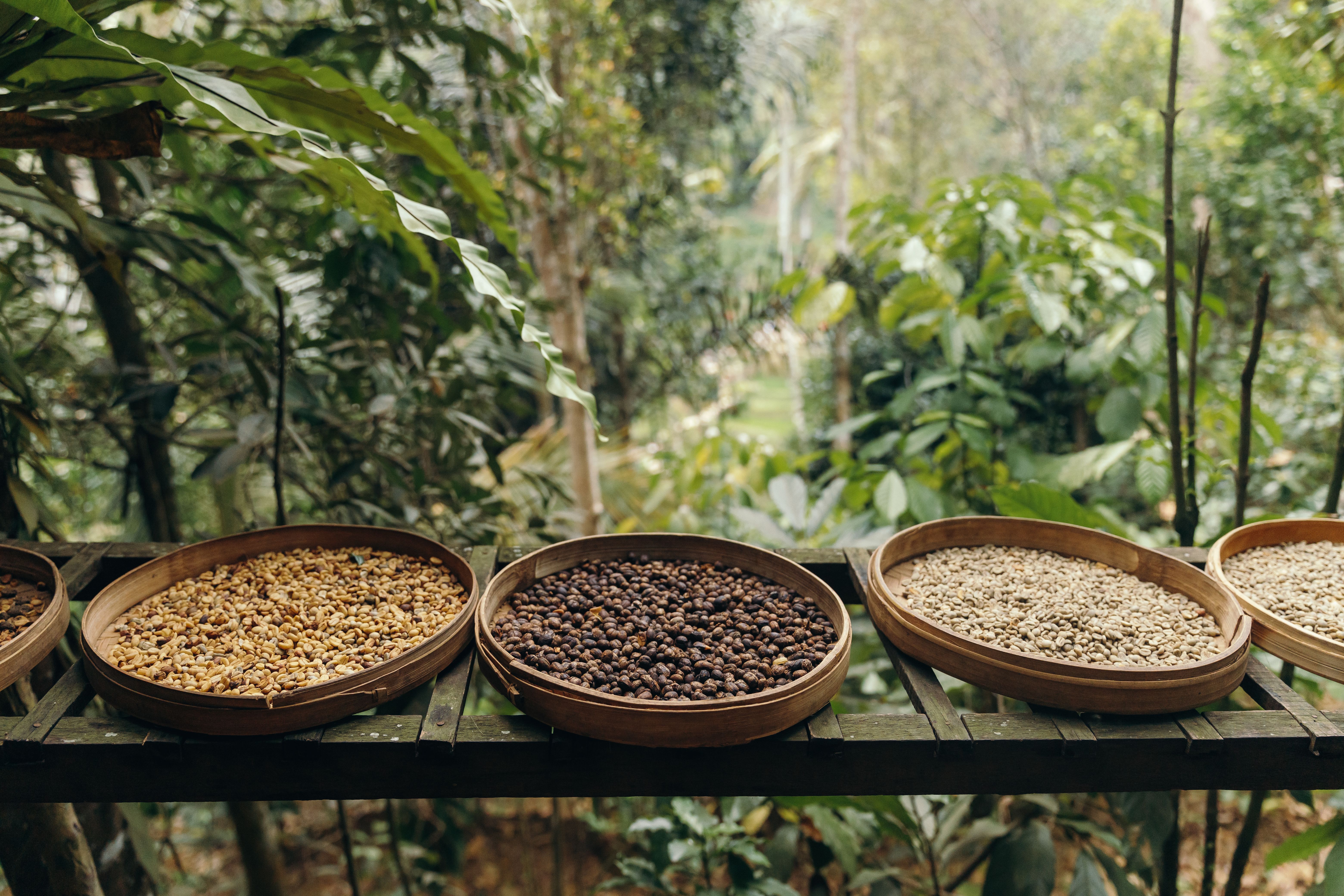 exotic coffee beans