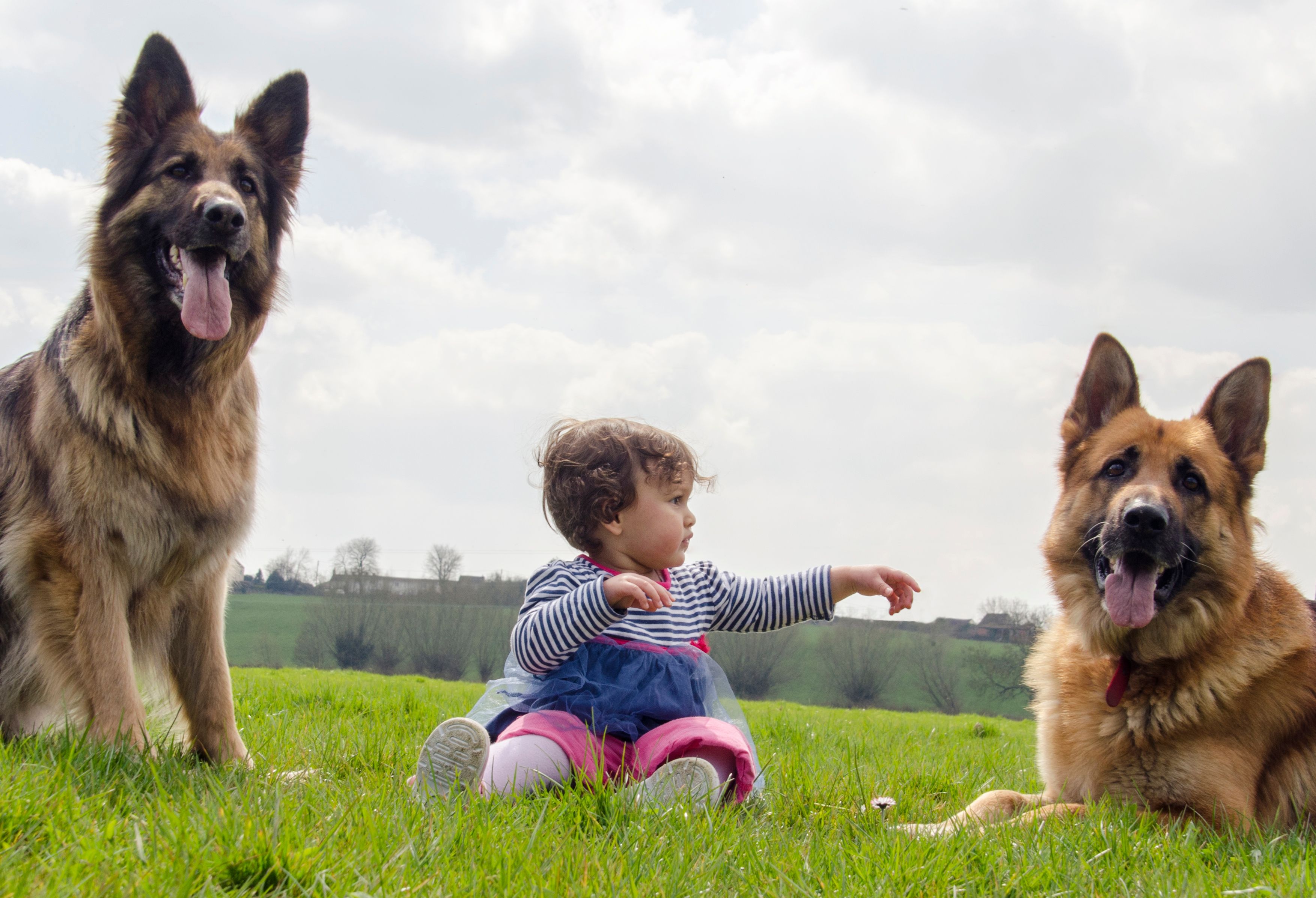 german shepherd family