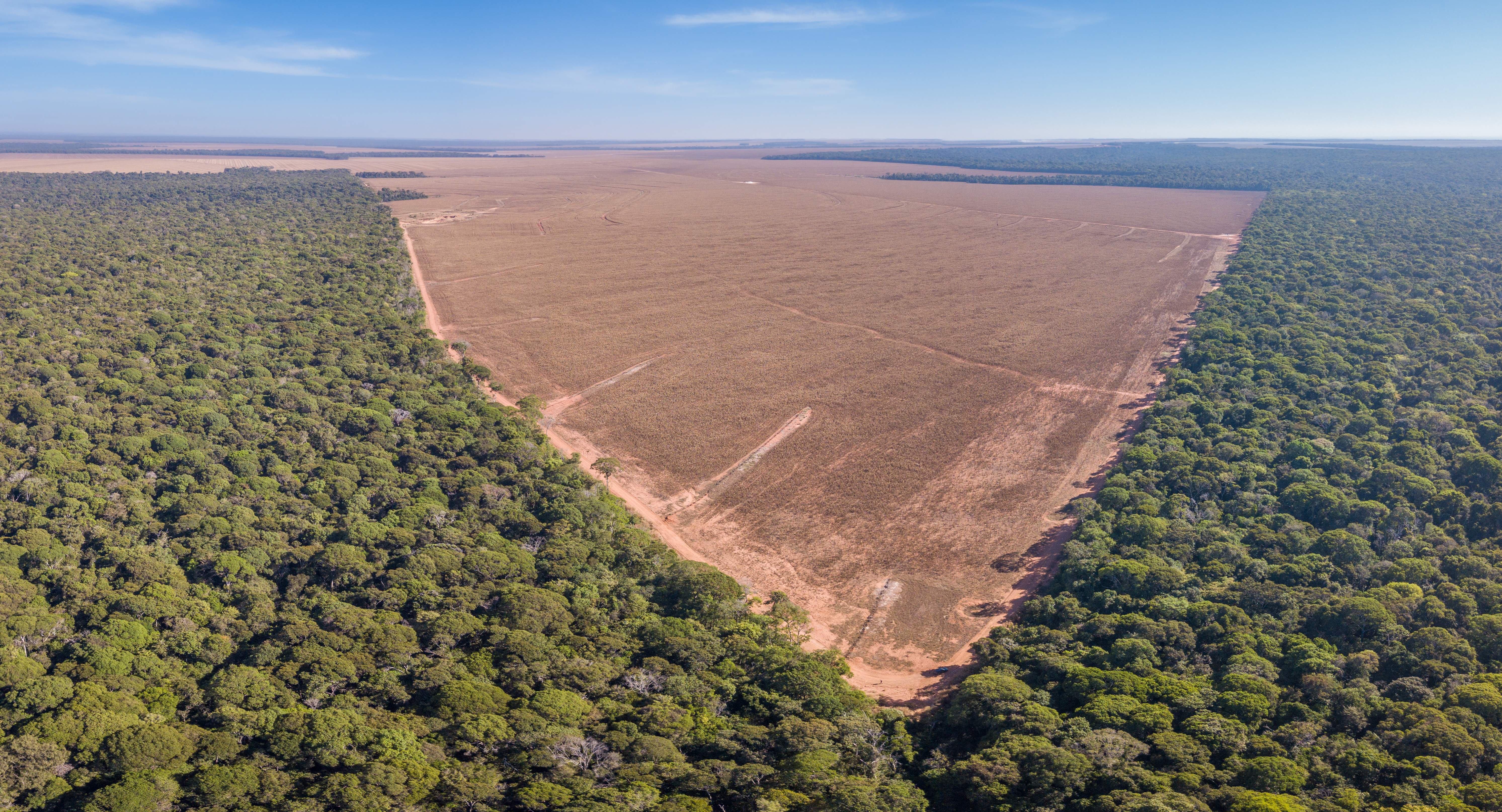 Drone panoramic aerial view of illegal amazon deforestation, Mato Grosso, Brazil. Forest trees and agriculture field land. Concept of climate change, global warming, ecology, environment, nature.