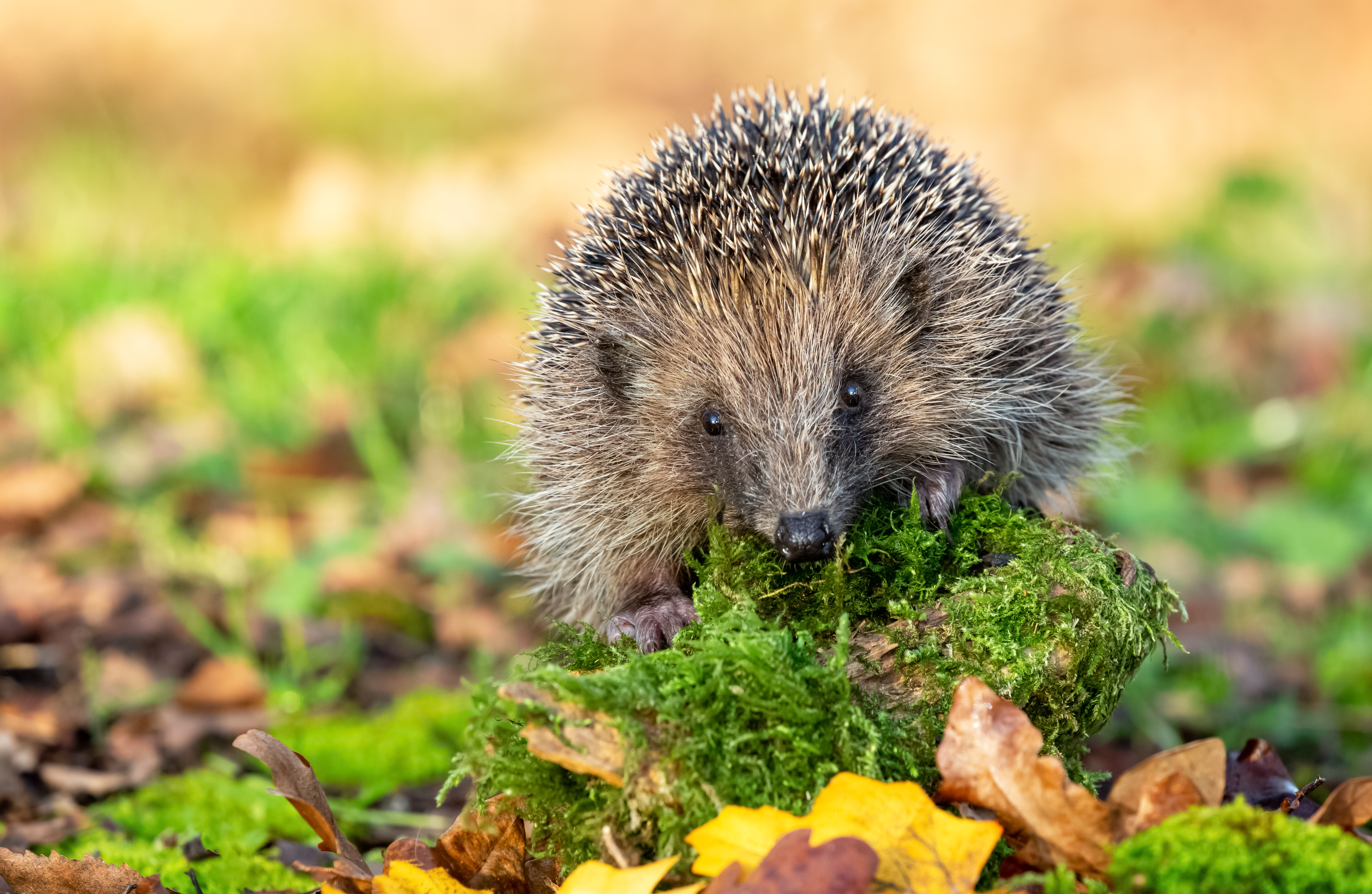Hedgehog, wild, native, European hedgehog facing forward in natural woodland habitat with green moss and leaves.
