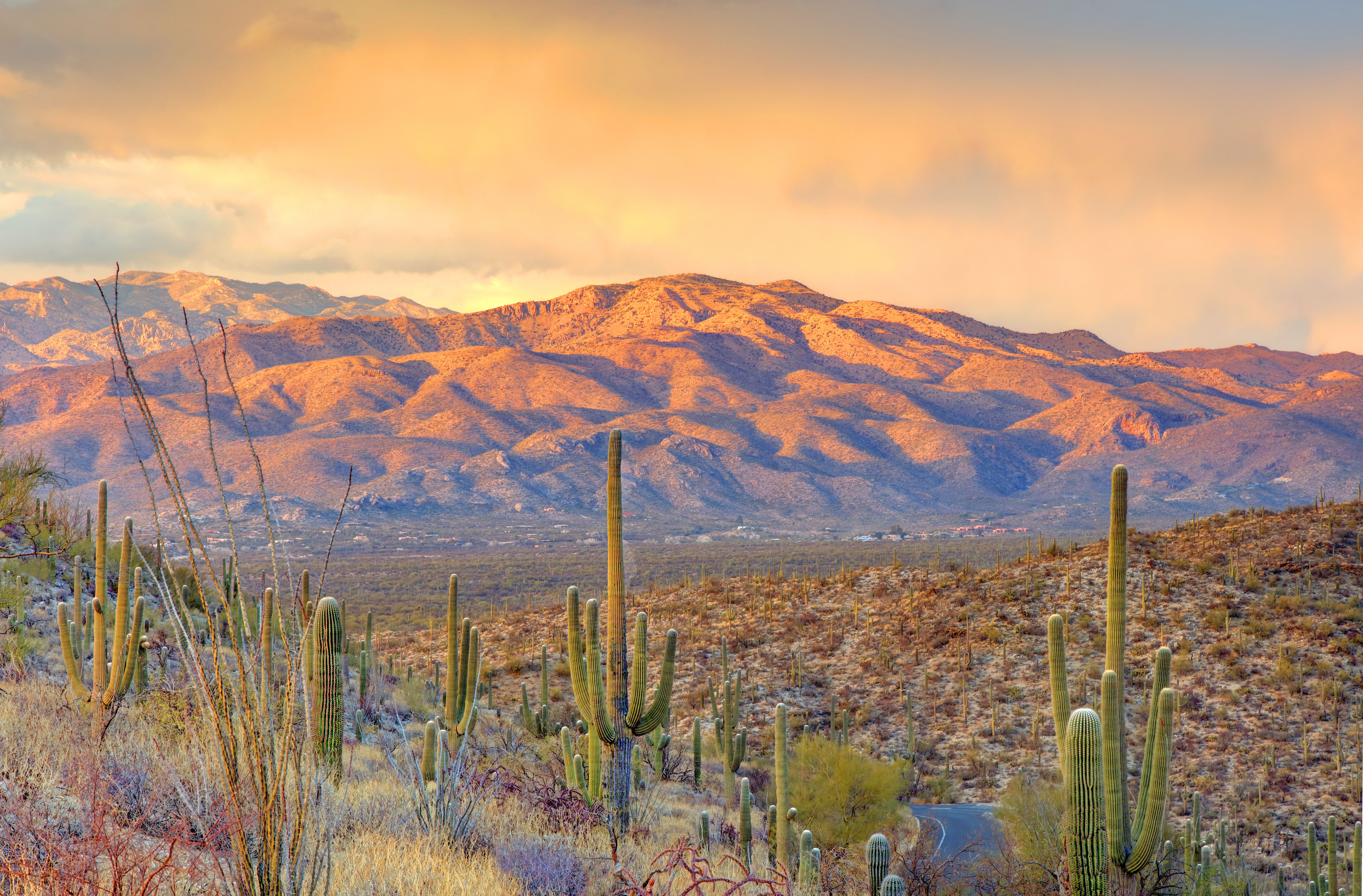 saguaro national park