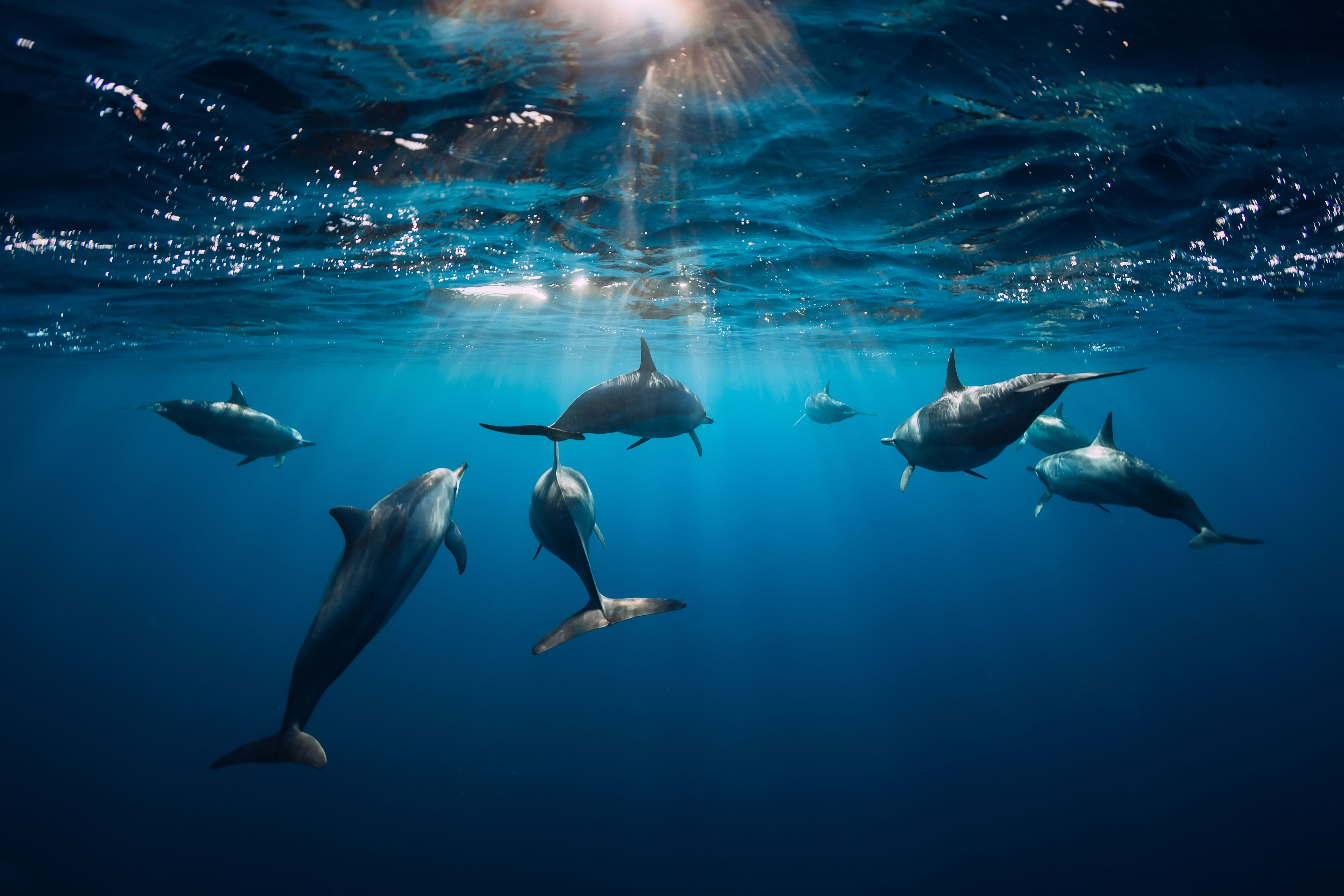 Spinner dolphins underwater in blue ocean Spinner dolphins underwater in blue ocean