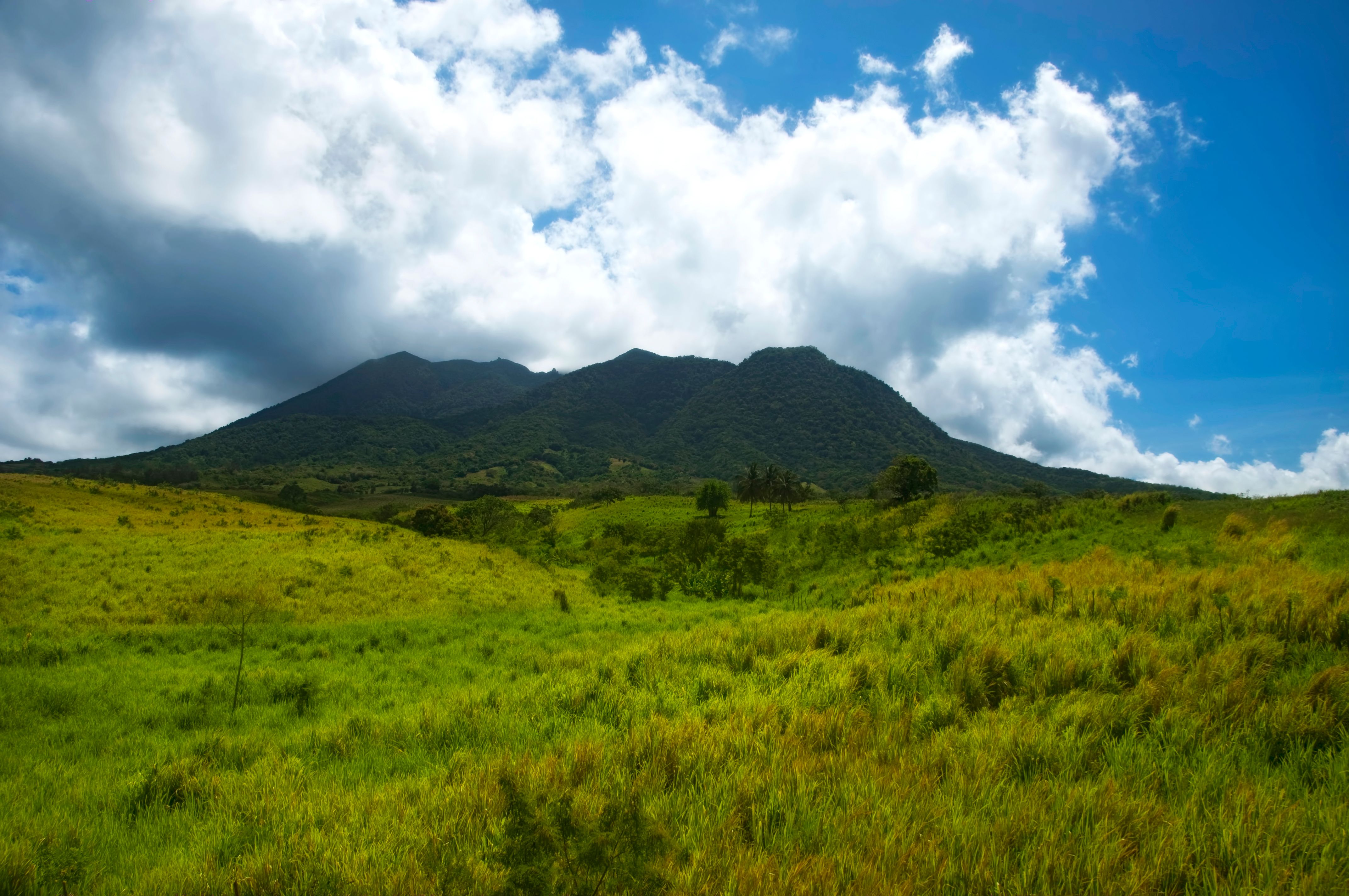 Sugar Cane Field with Mount Liamuiga - St. Kitts Sugar Cane Field with Mount Liamuiga - St. Kitts