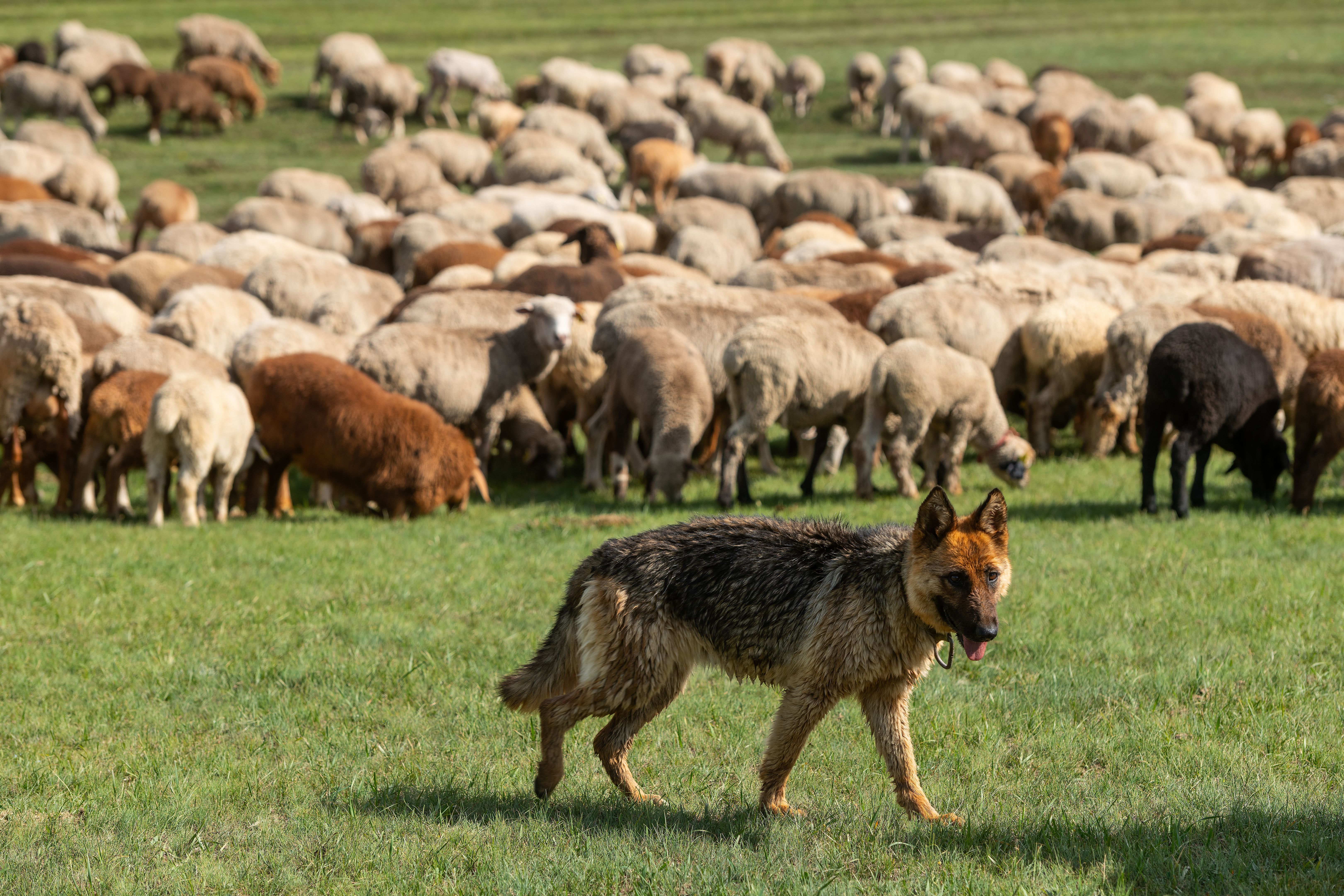 german shepherd farm