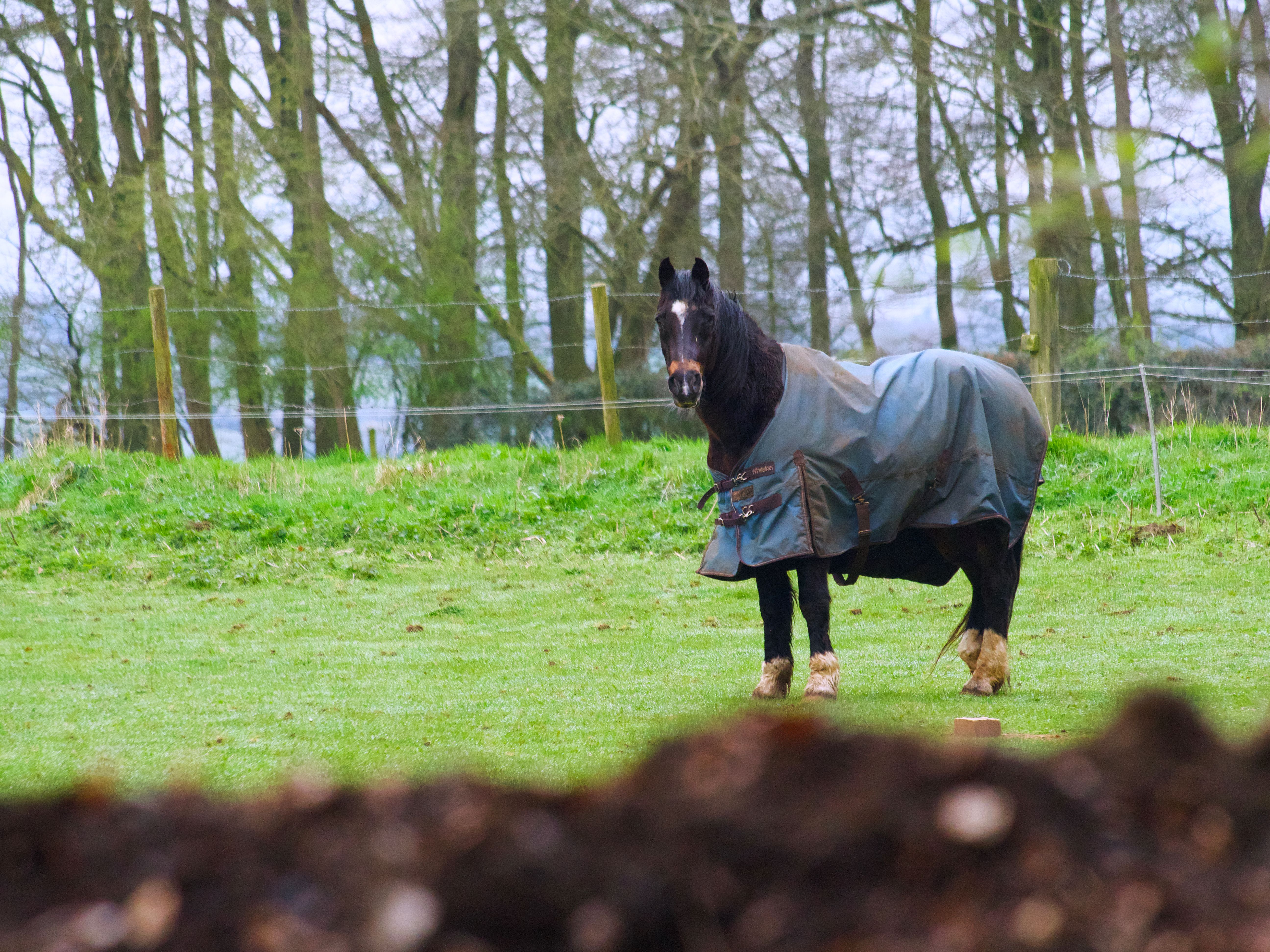 horse in a field with trees in the background and green grass horse in a field with trees in the background and green grass