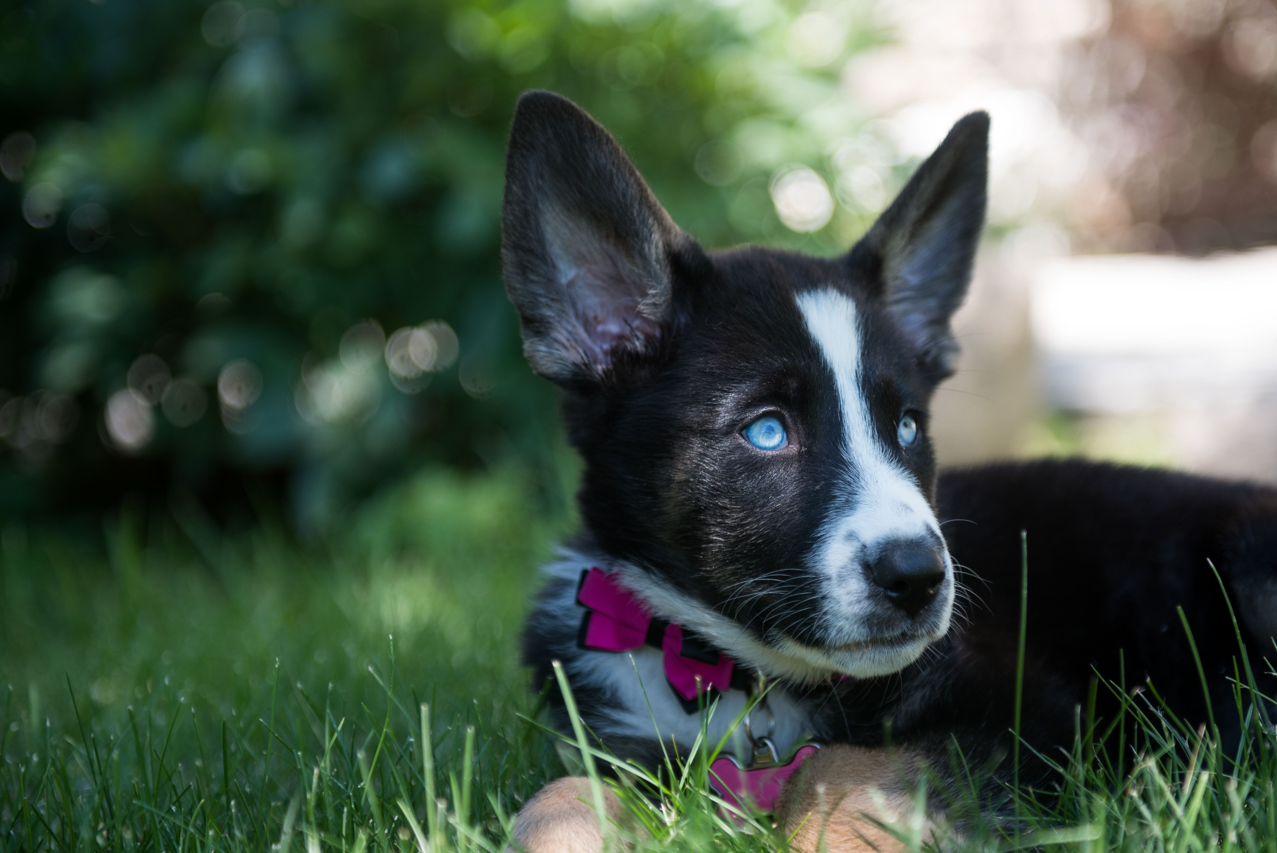 german shepherd and husky
