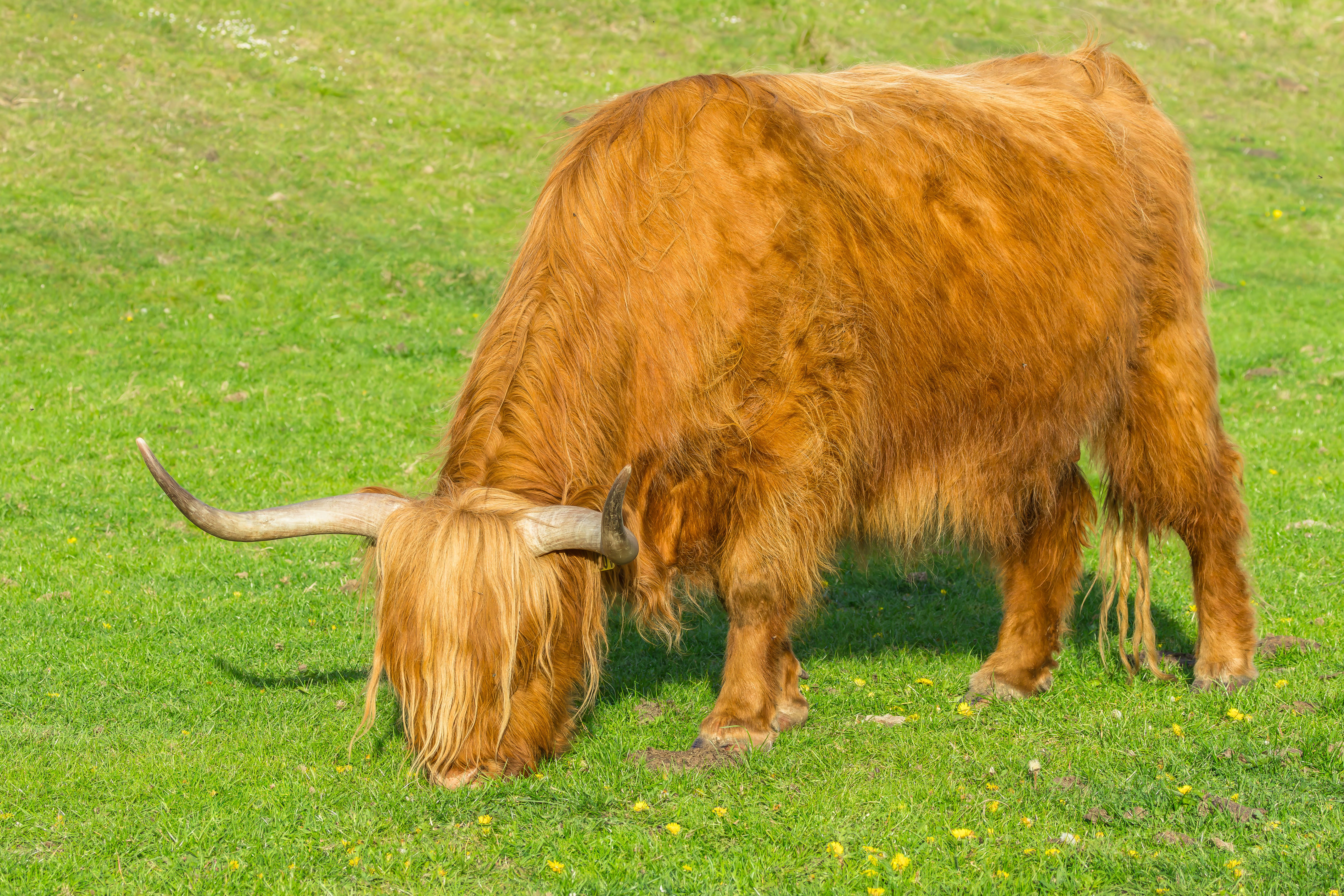 highland cattle grazing